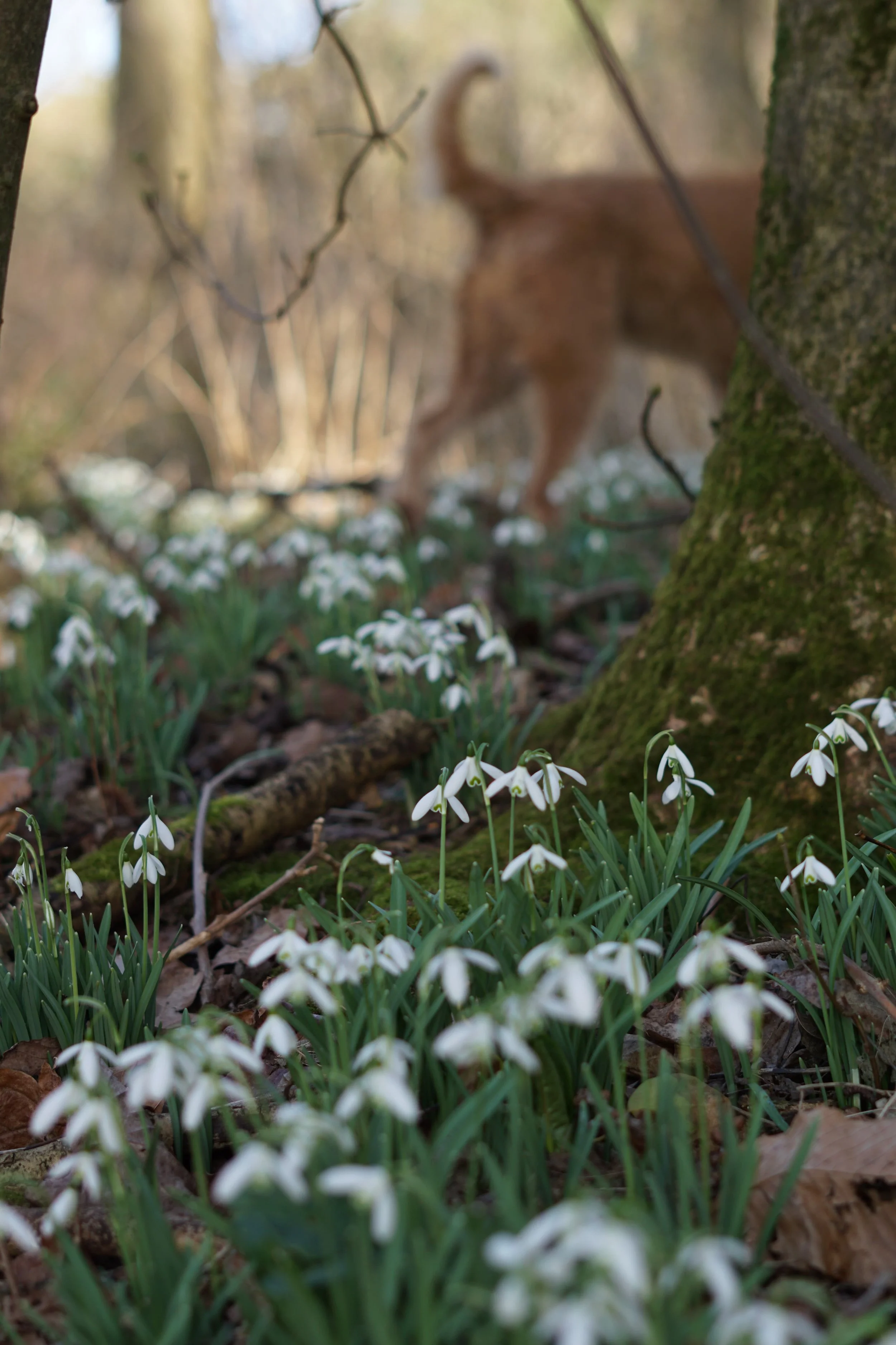 snowdrops in Somerset woodland
