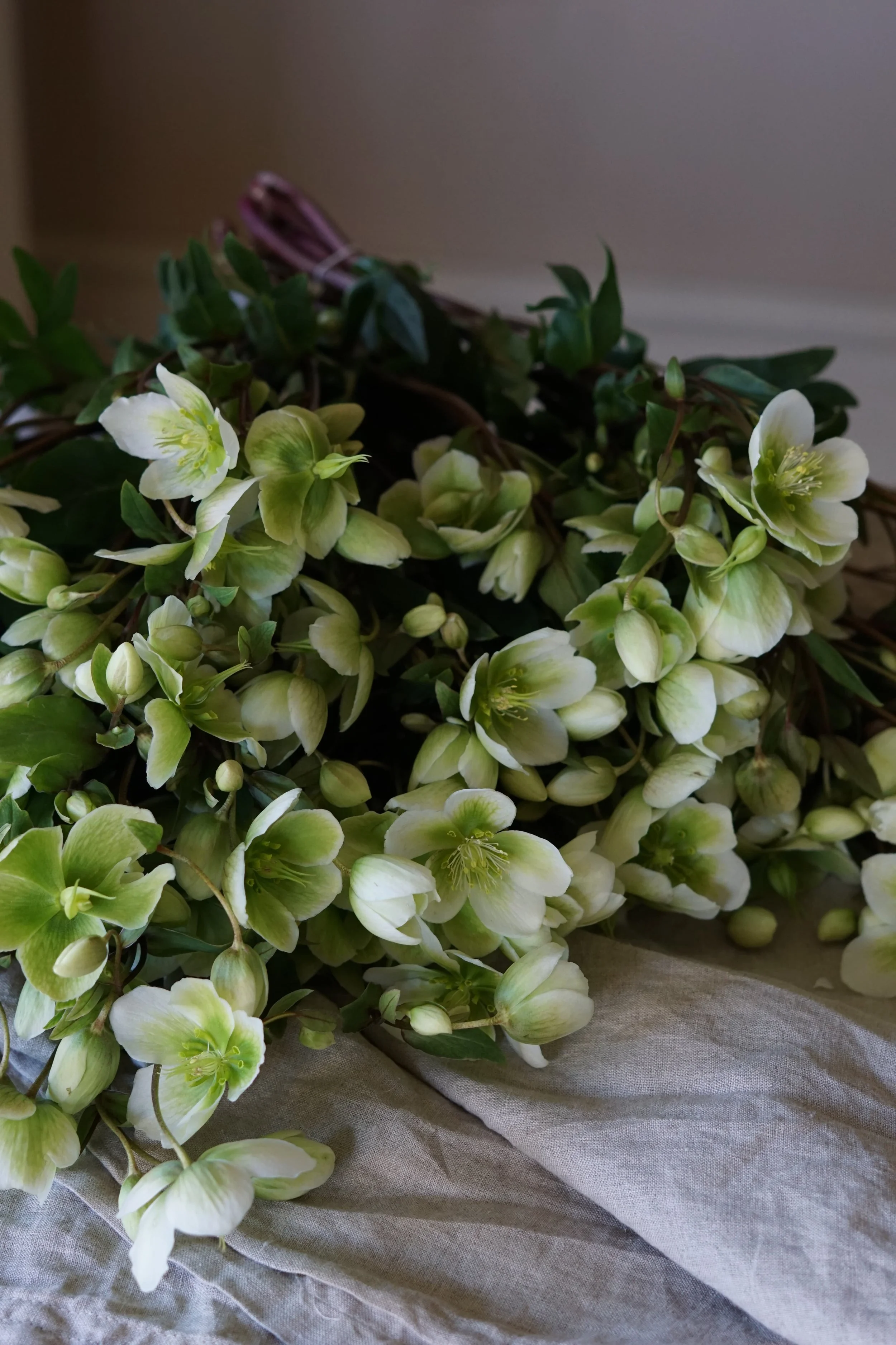 Green hellebores in Devon florist workshop