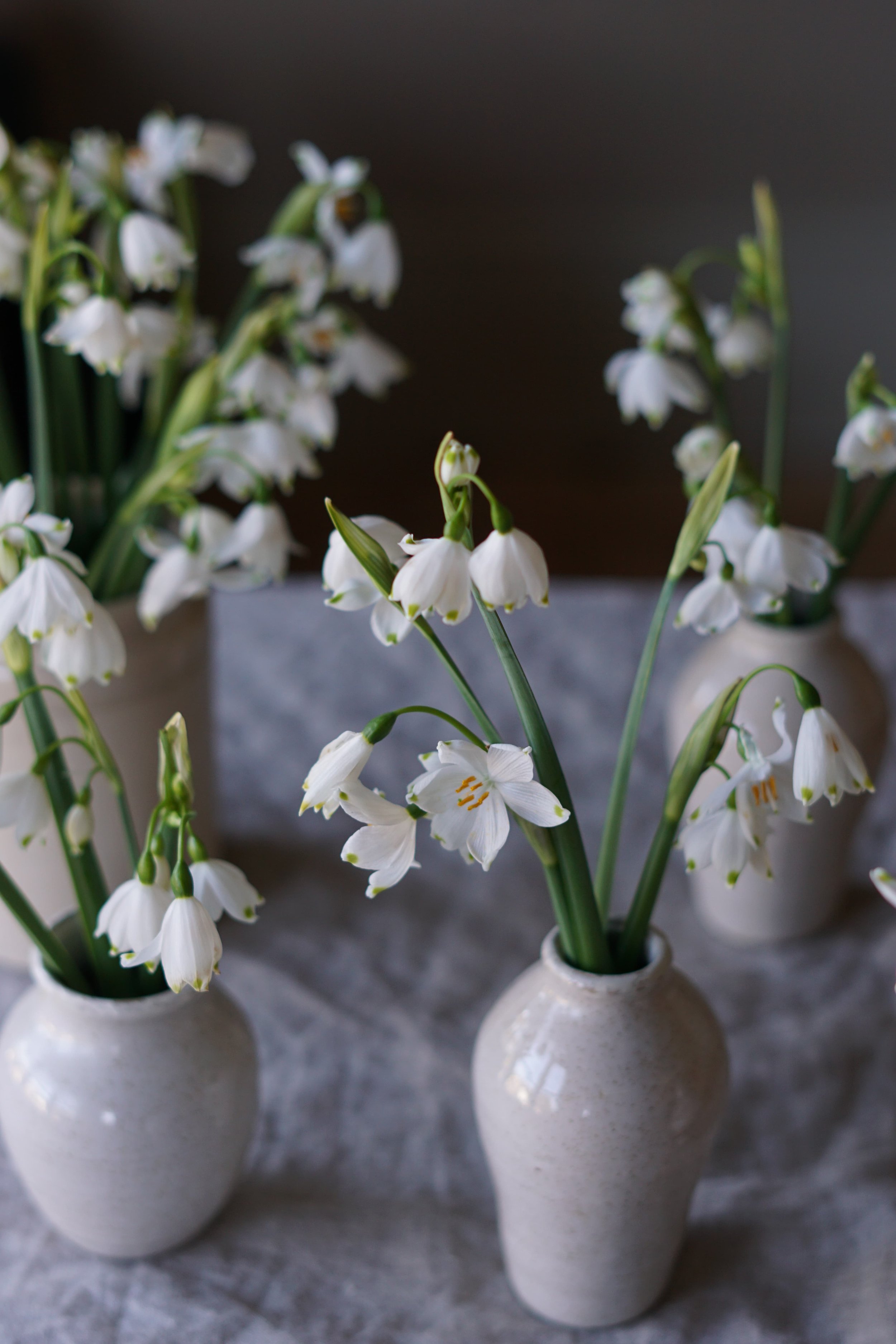 seasonal January flowers white snowdrops in ceramic bud vases
