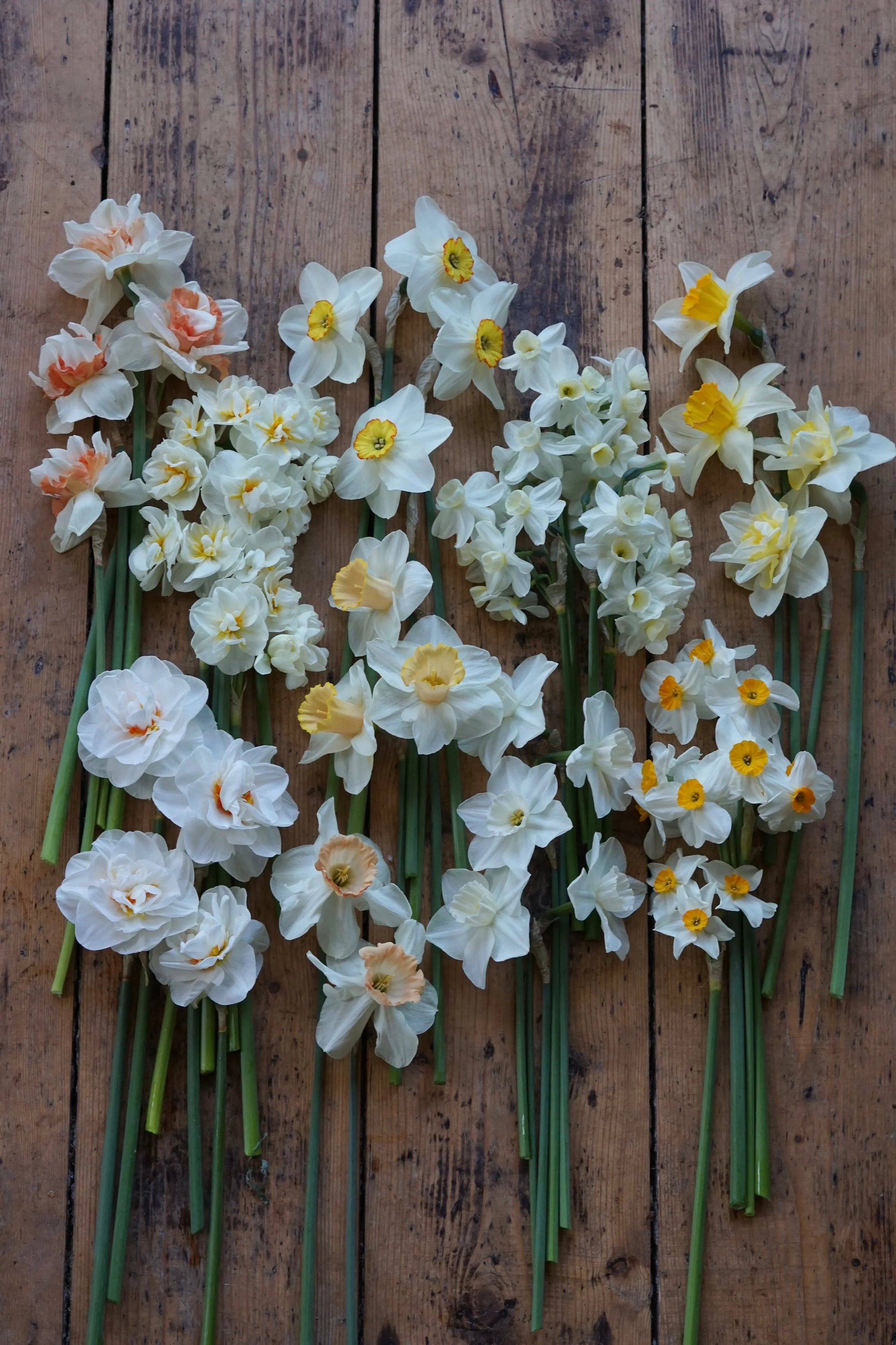 selection of locally grown Devon narcissi and daffodils on wooden floorboards