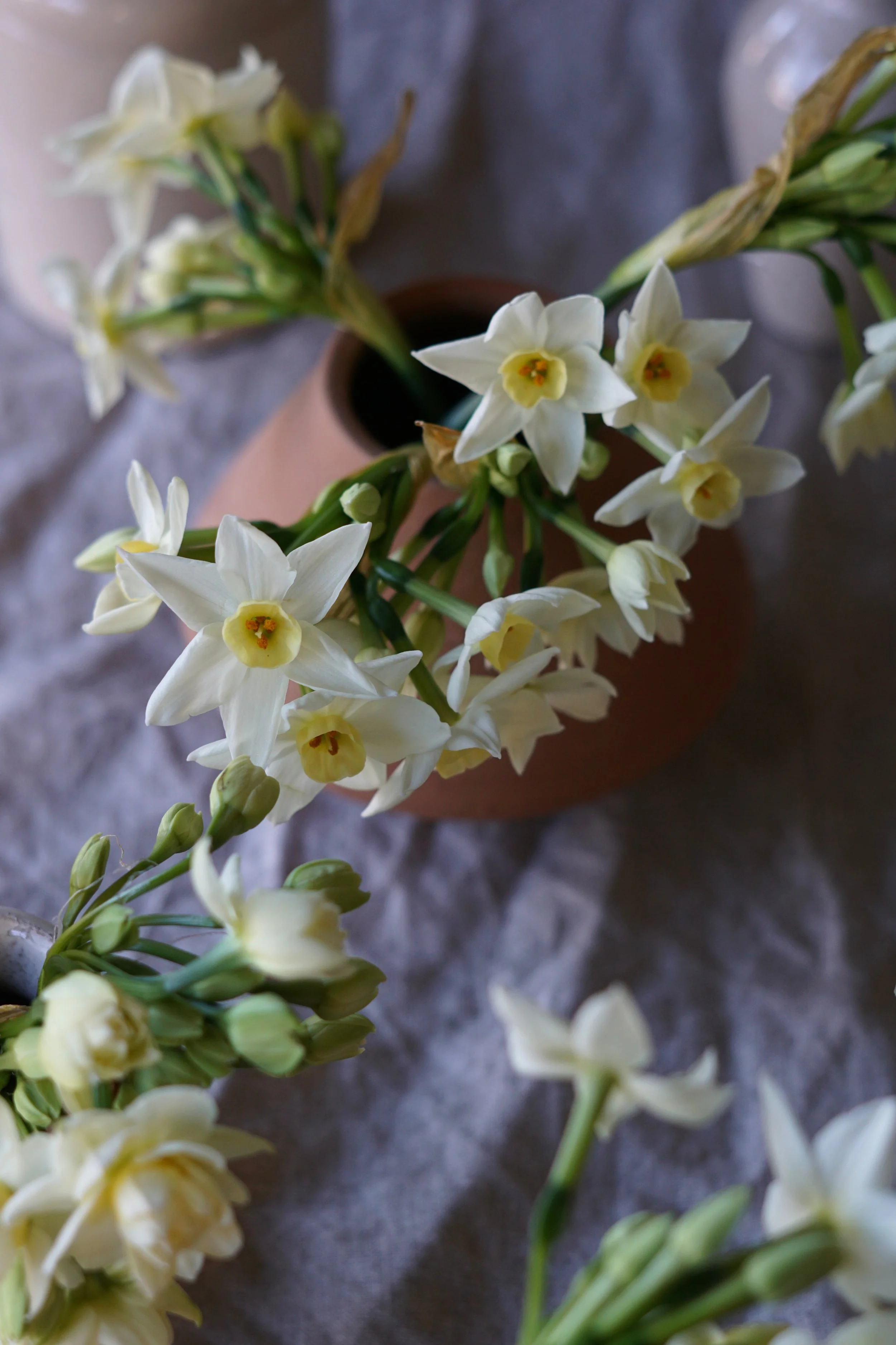 cream narcissi from Cornwall in terracotta vase on linen cloth