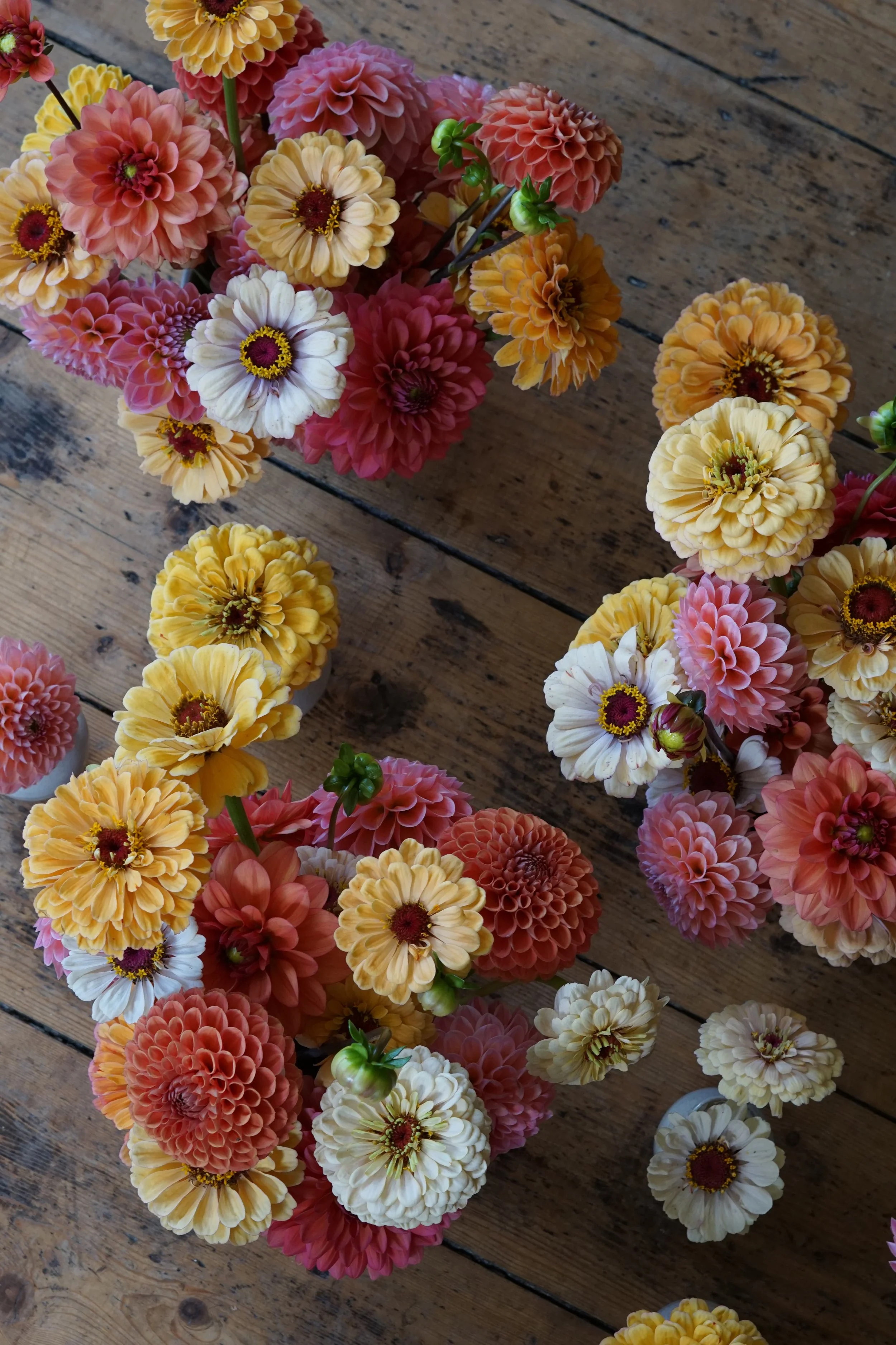 Floret zinnias locally grown on Somerset flower farm in coral, peach and butter yellow