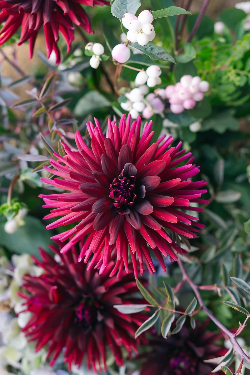 british grown deep burgundy dahlias for summer wedding at Huntsham Court