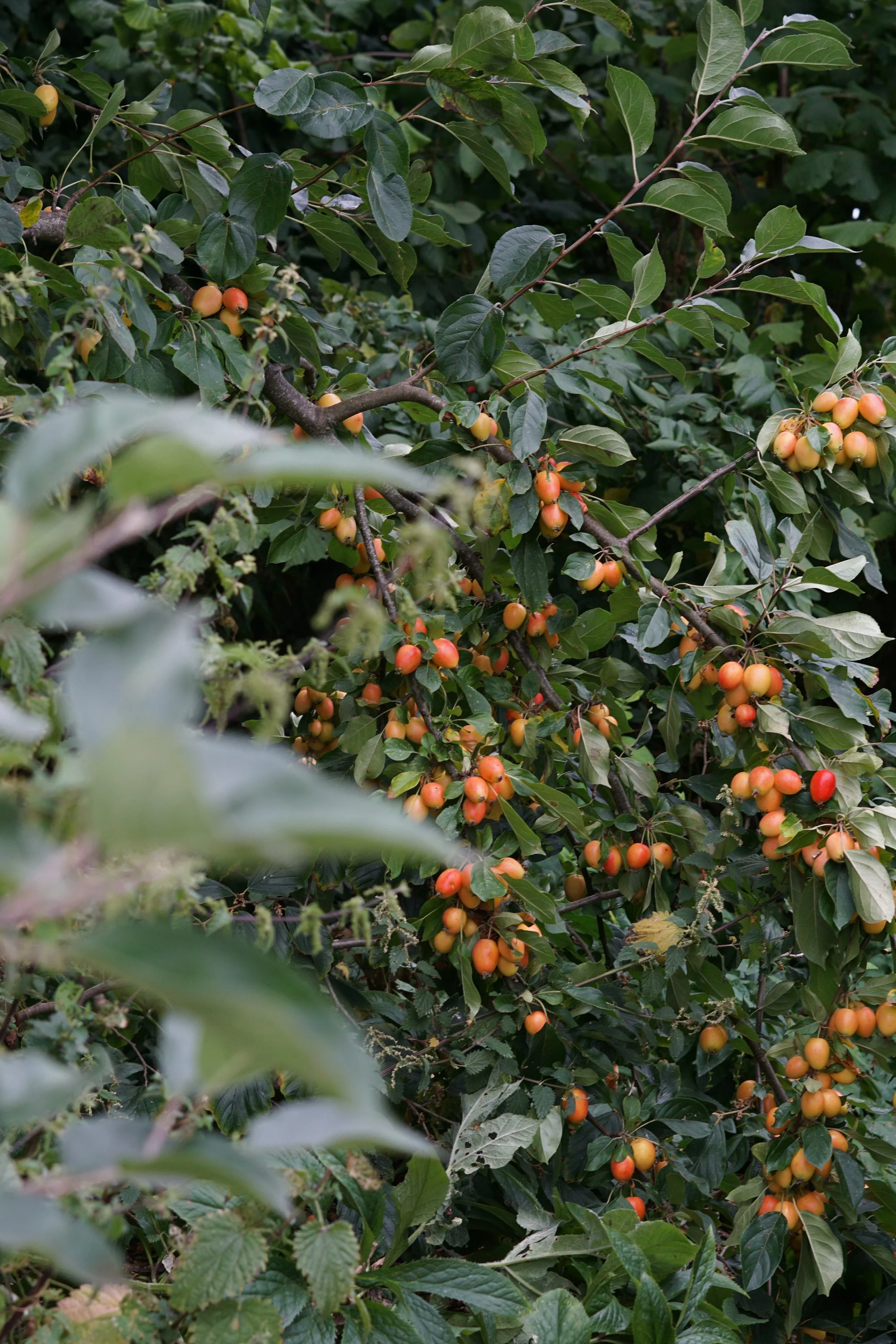 orange crab apple tree in Somerset garden