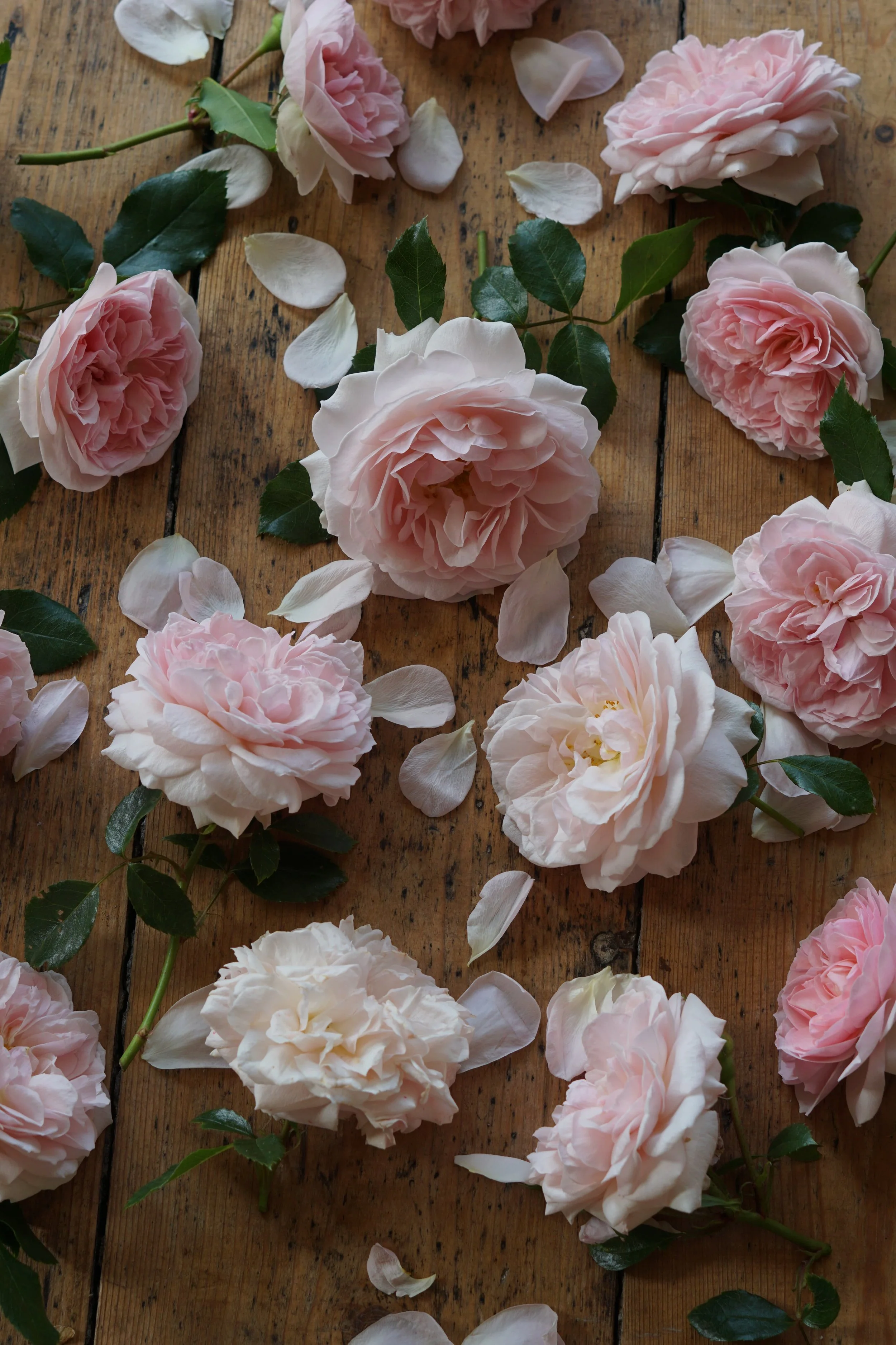pale pink garden rose florist flat lay