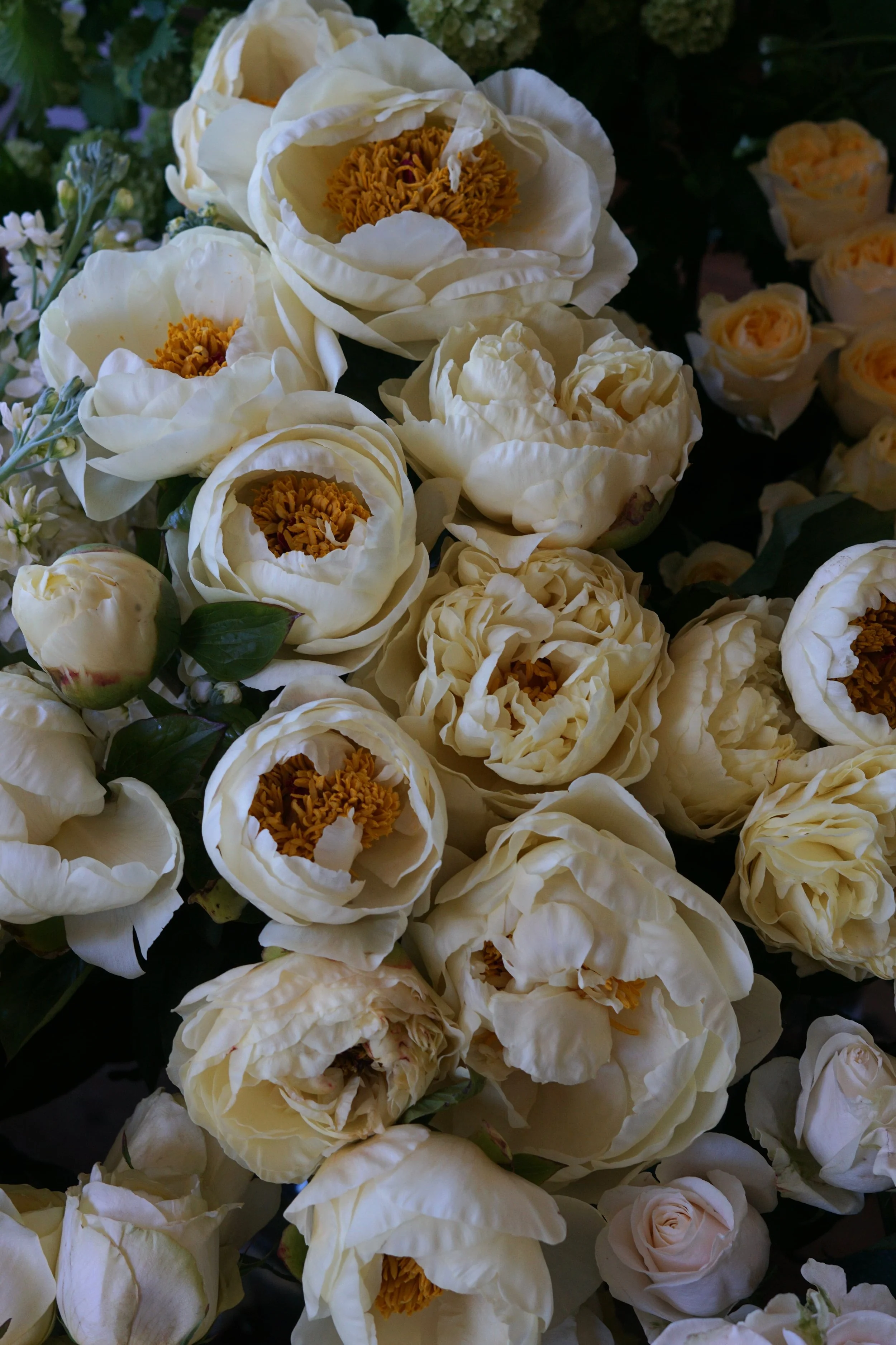 butter yellow peonies for wedding flowers