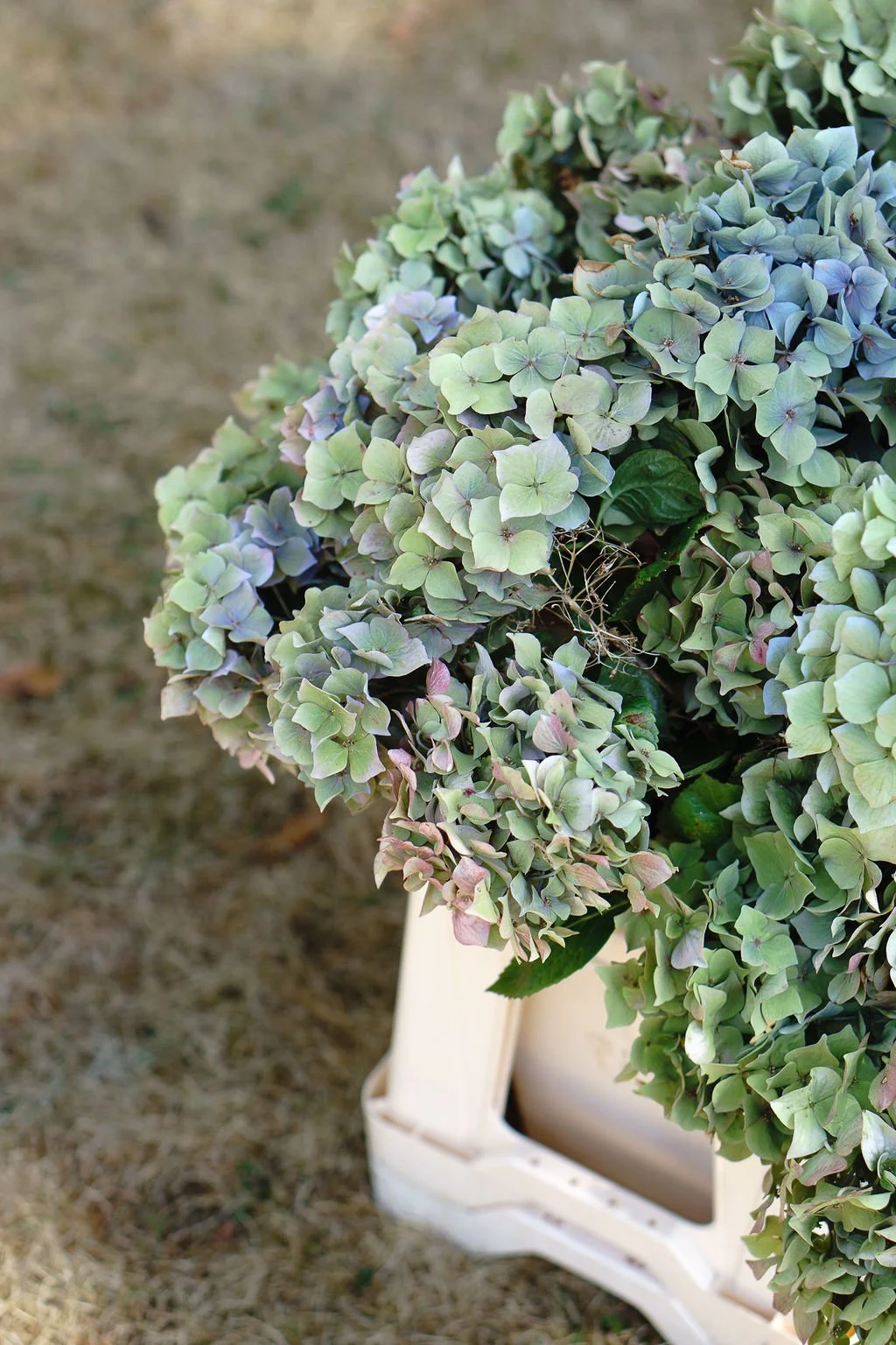 locally grown Devon hydrangeas for Huntsham Court wedding