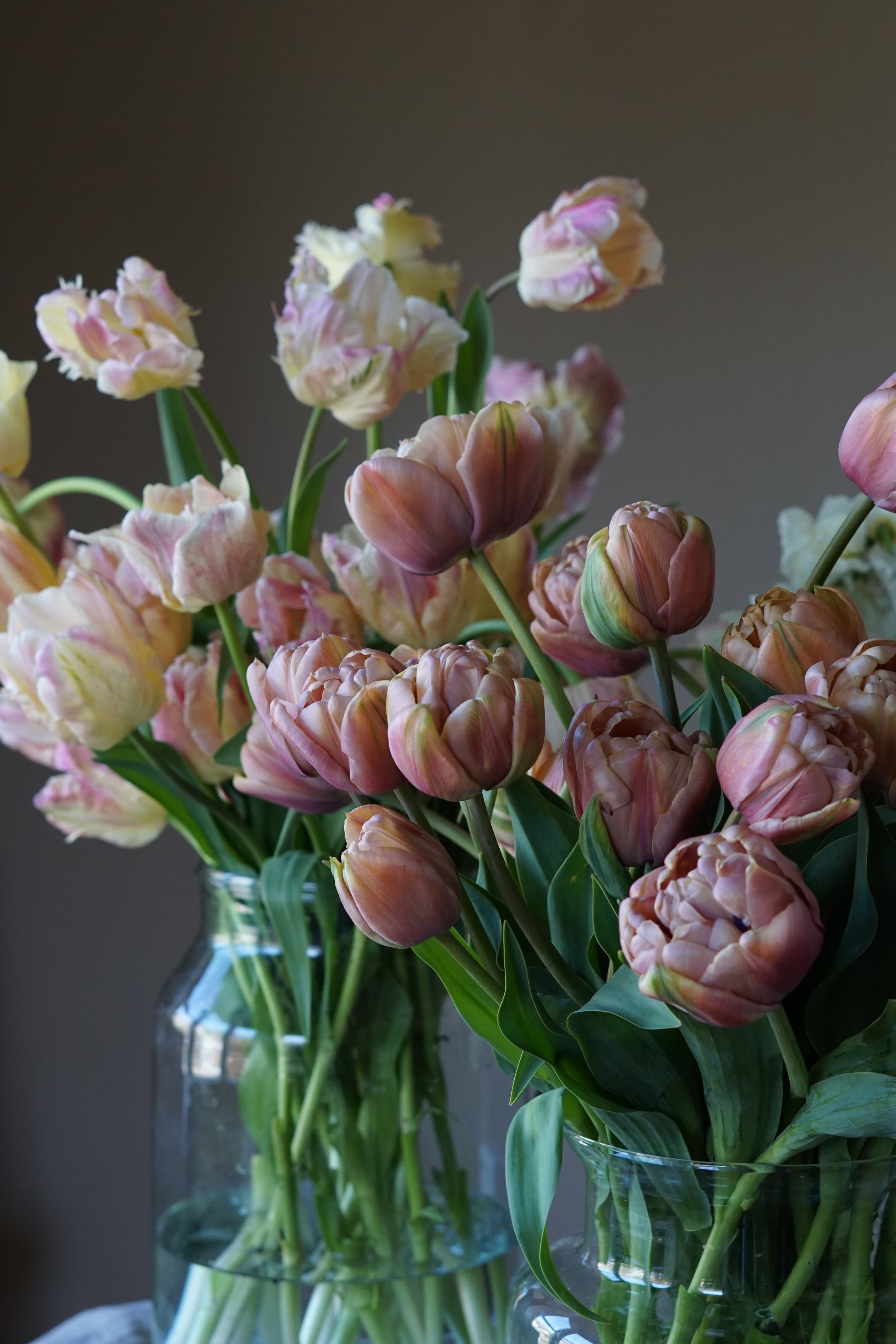 locally grown luxury belle époque and parrot tulips from Devon flower farm