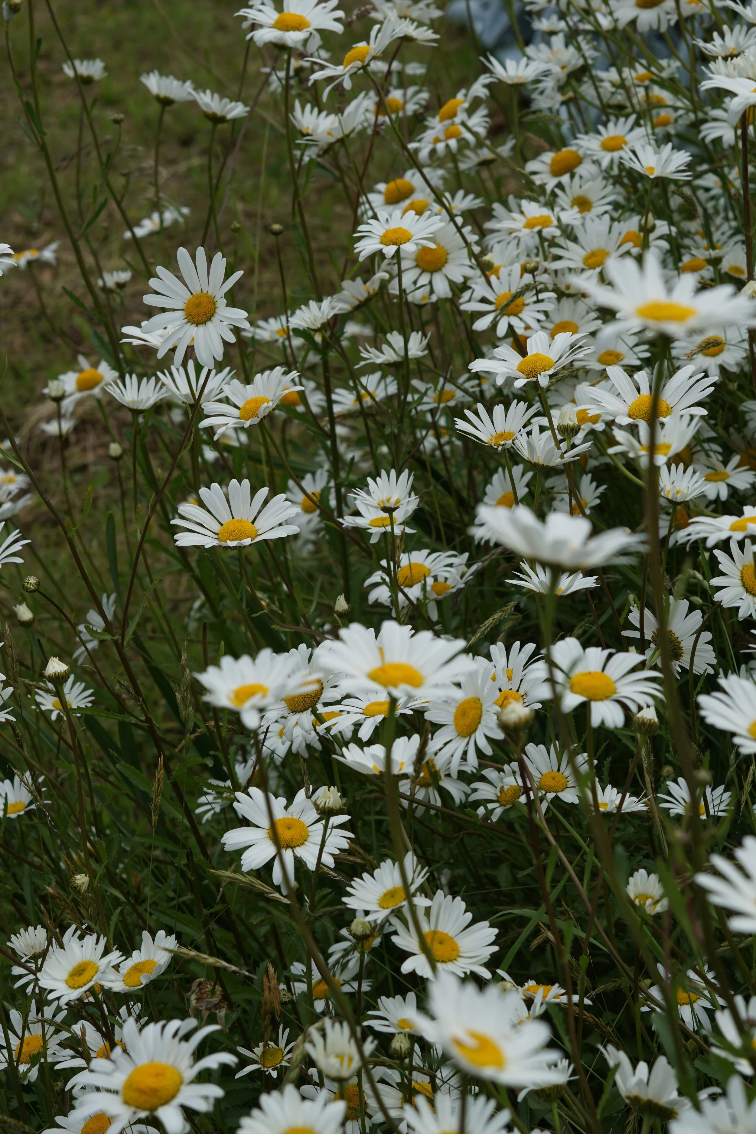 British daisies on Devon flower farm bank