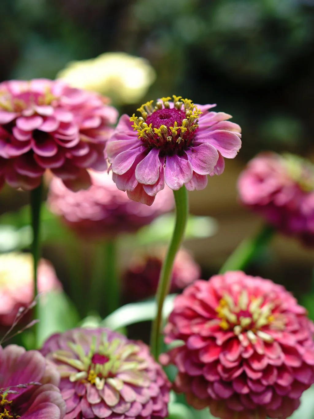 British grown dahlias for summer wedding