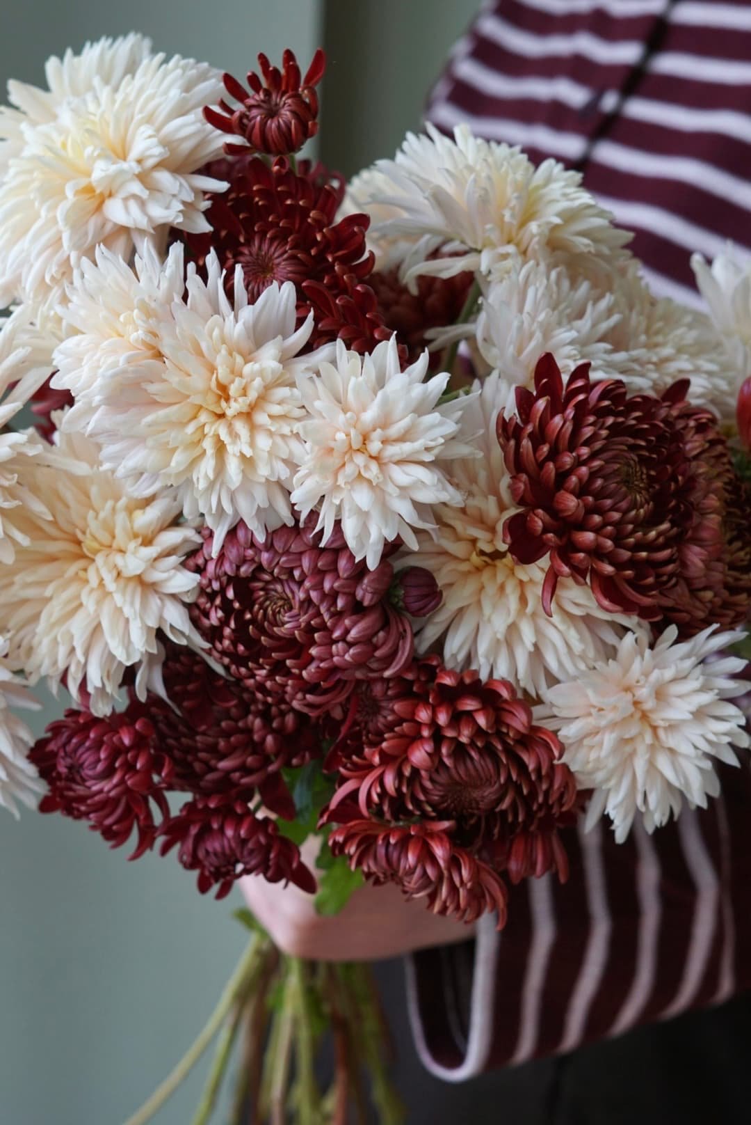 florist holding bunch of locally grown chrysanthemums in blush and deep red
