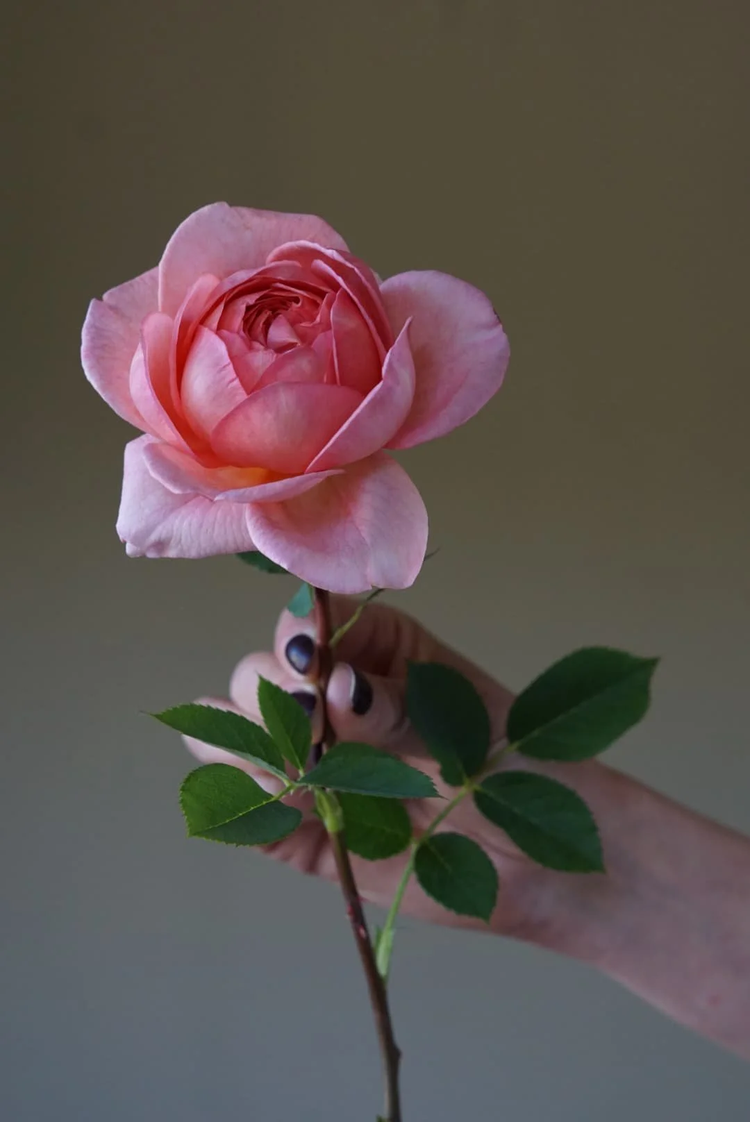 David Austin Boscabel Rose