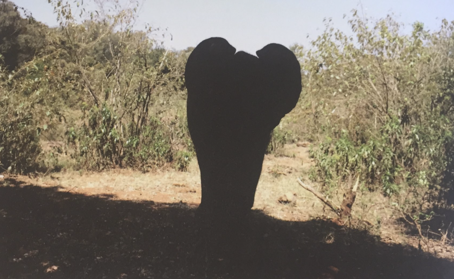 a picture of an elephant in silhouette.