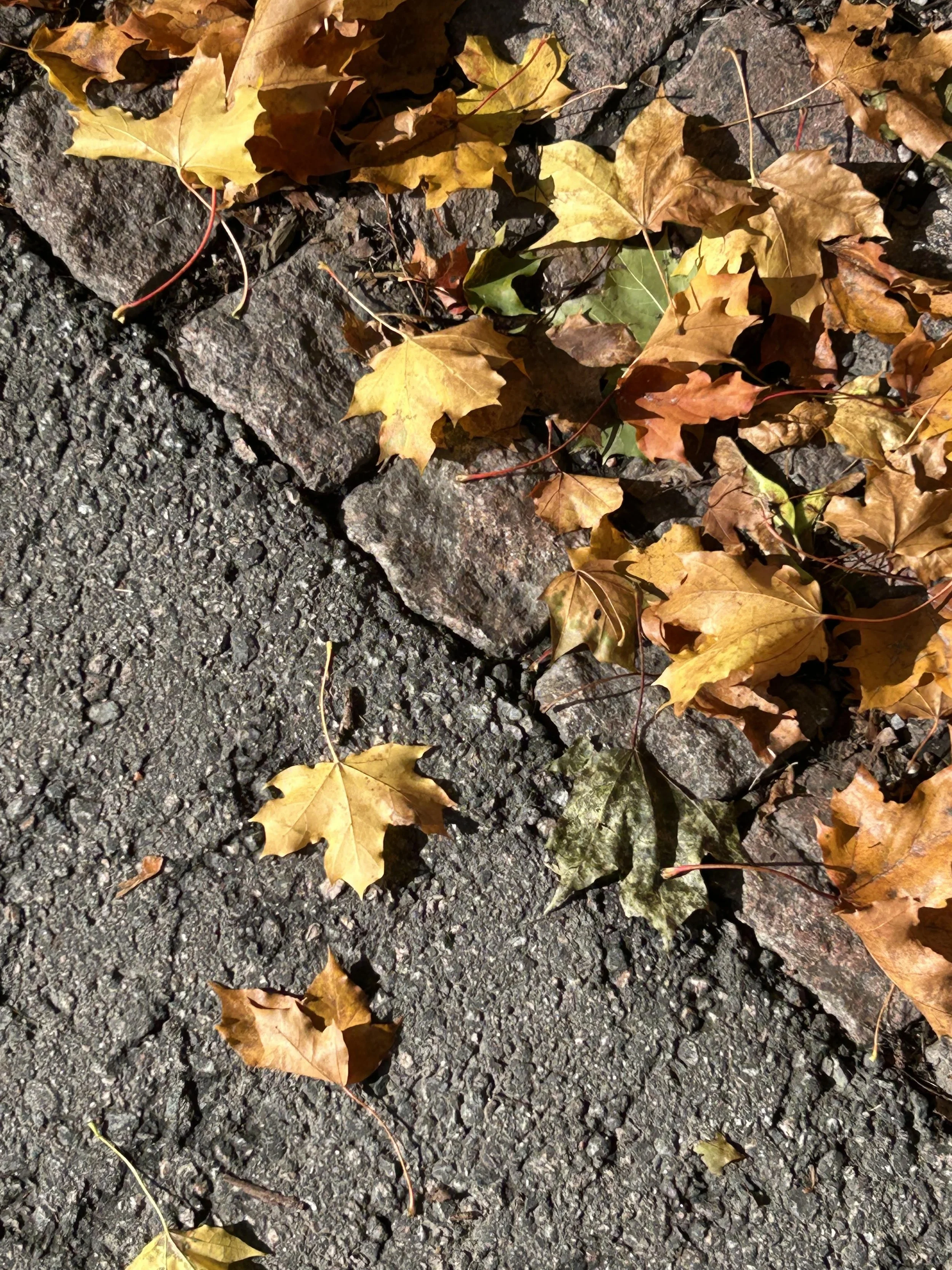 Fall into fun - creating your seasonal syllabus