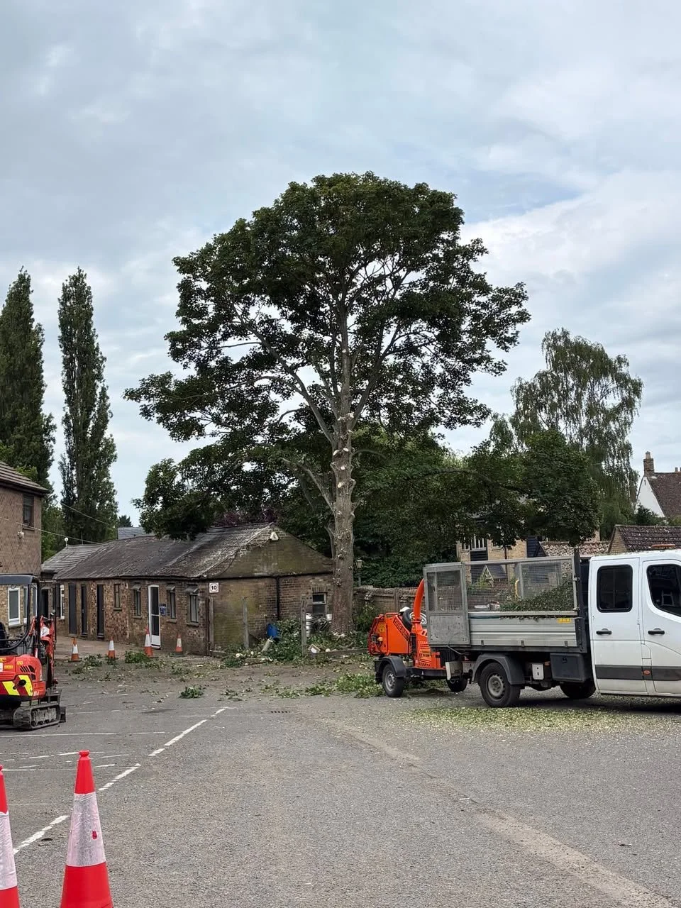 Tree removal