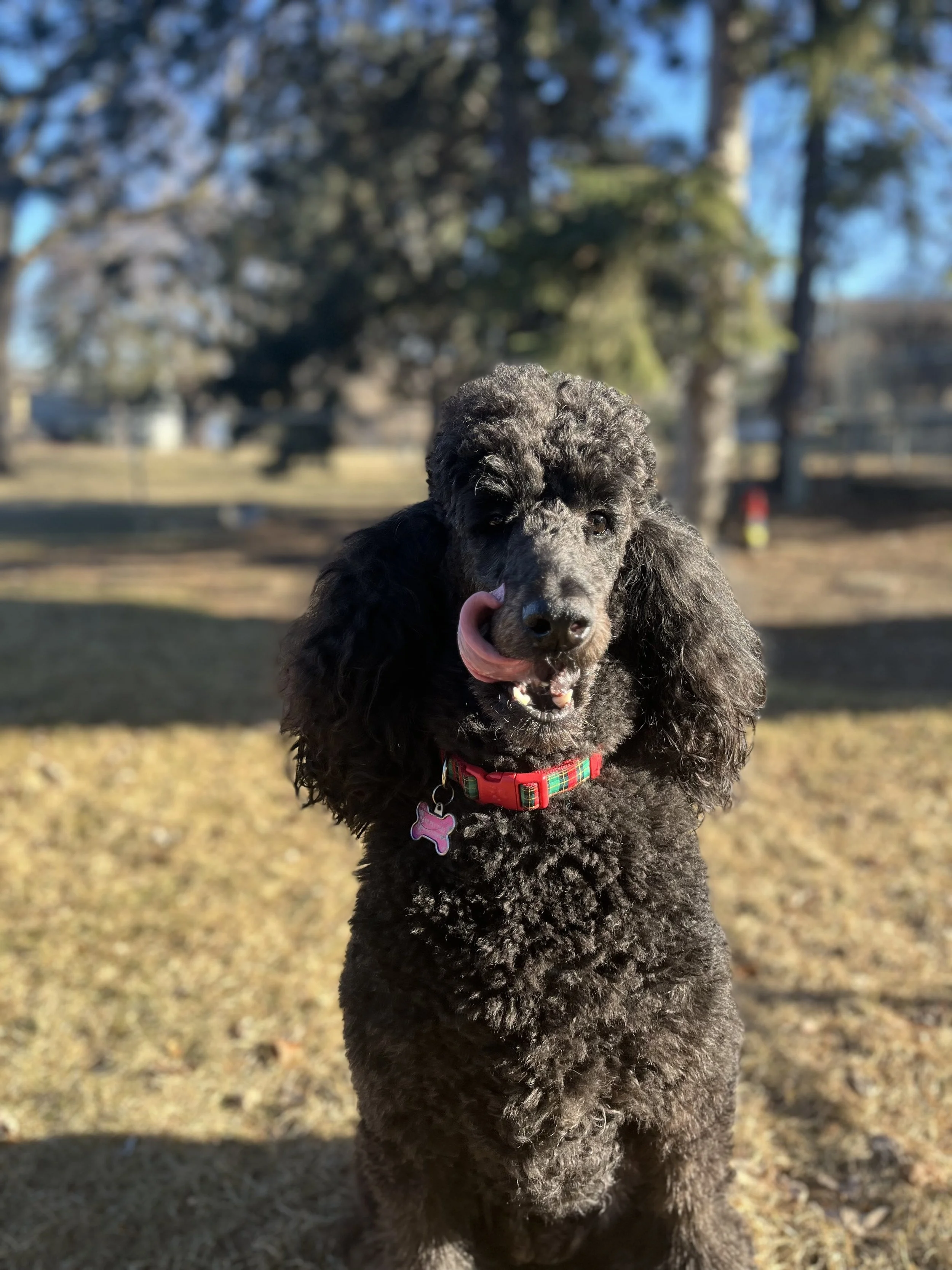 Sadie.jpg