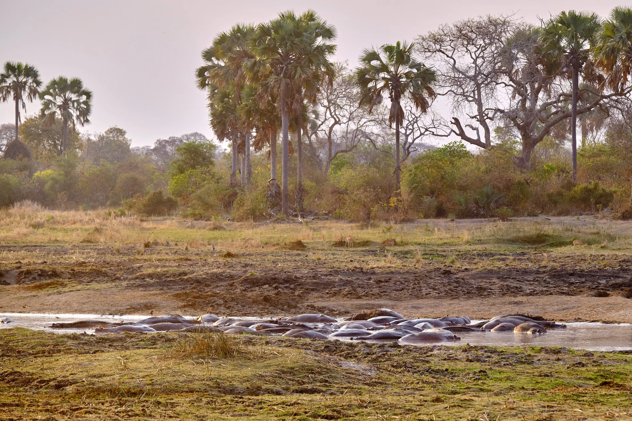 Katavi National Park