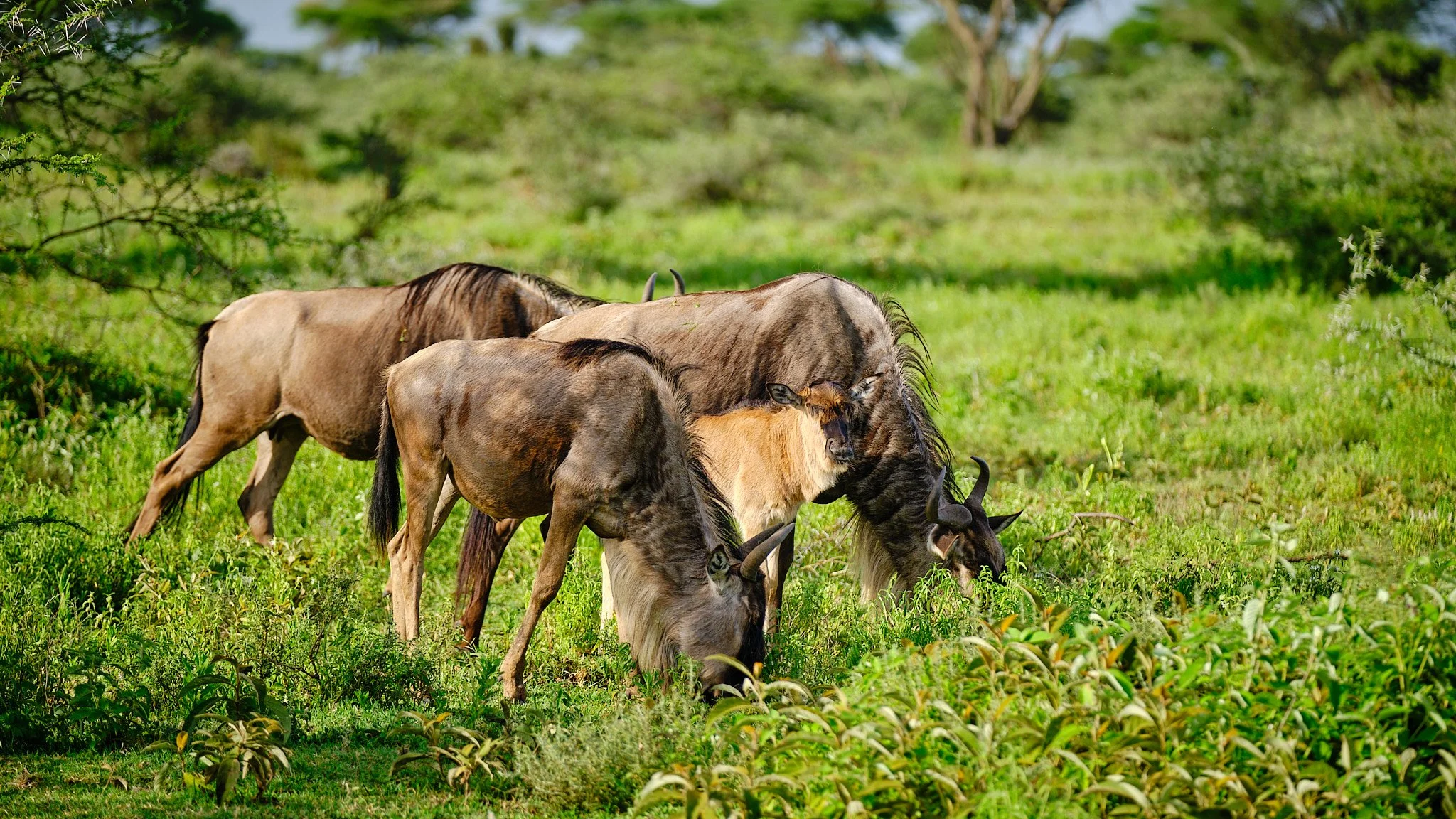 Young wildebeest in Ndutu area