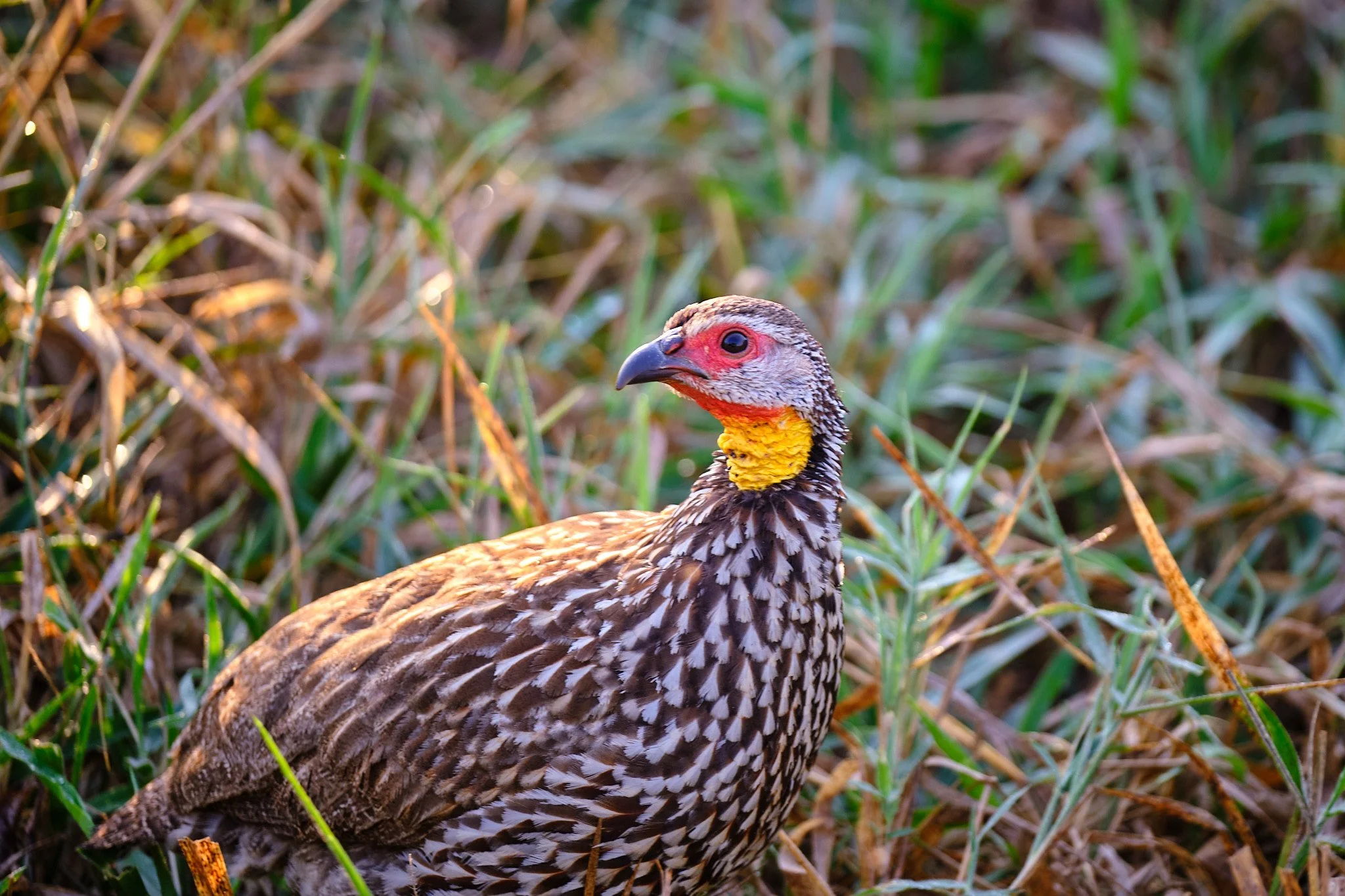 DSCF9259.jpg