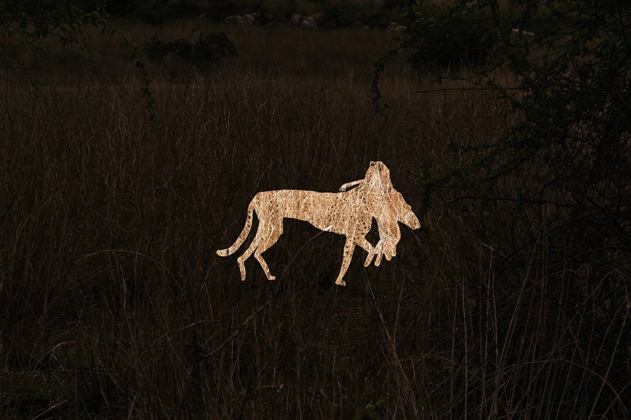 Cheetah with Dead Impala, Ruaha, Tanzania