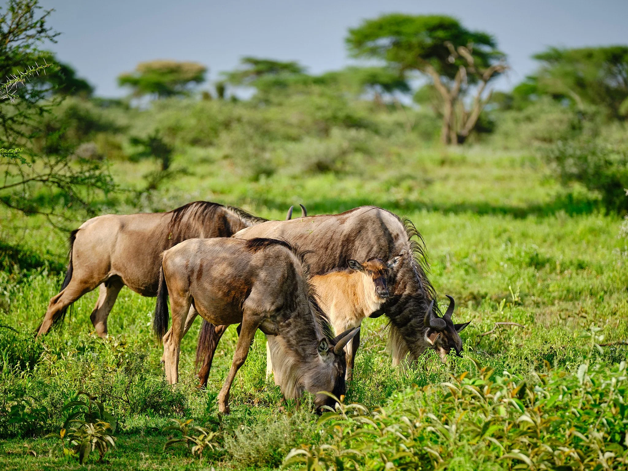 Southen Serengeti & Ndutu