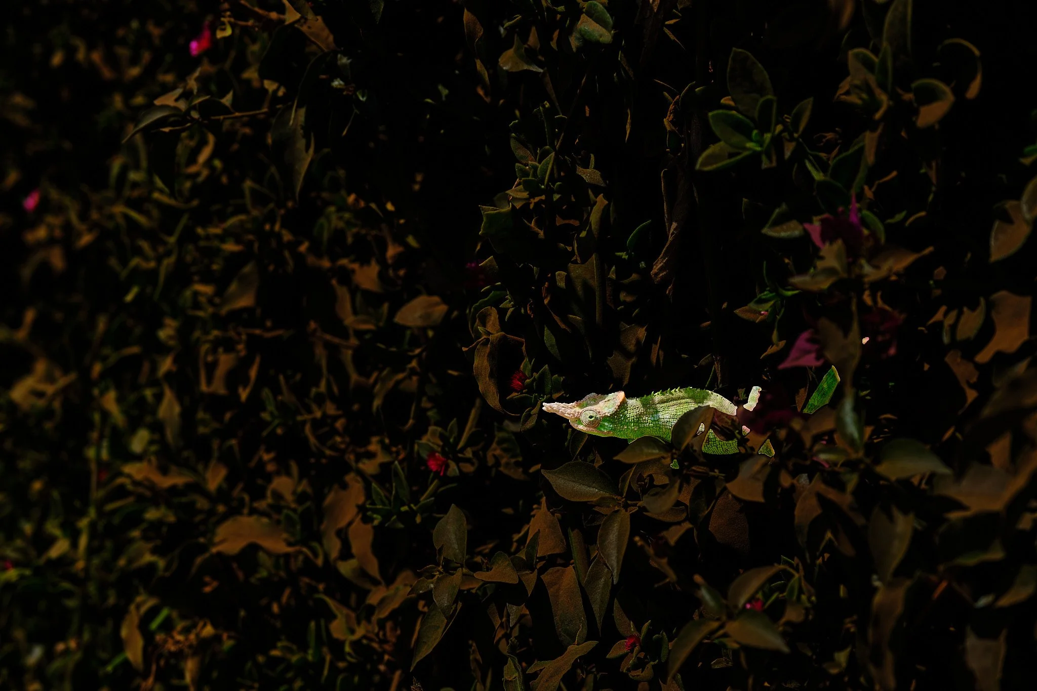 Chameleon in Usambara Mountains