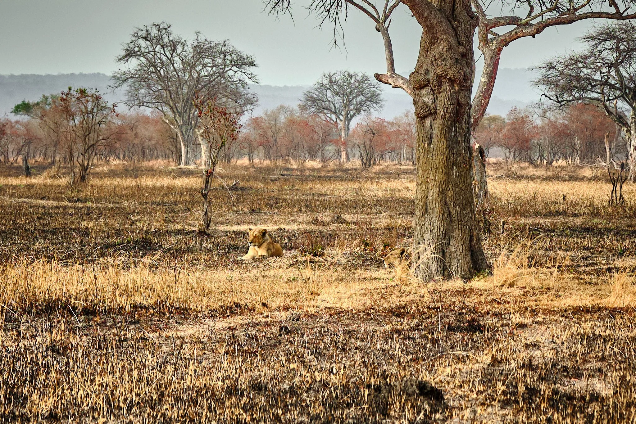 Two Lions under a Tree, Mikumi, Tanzania