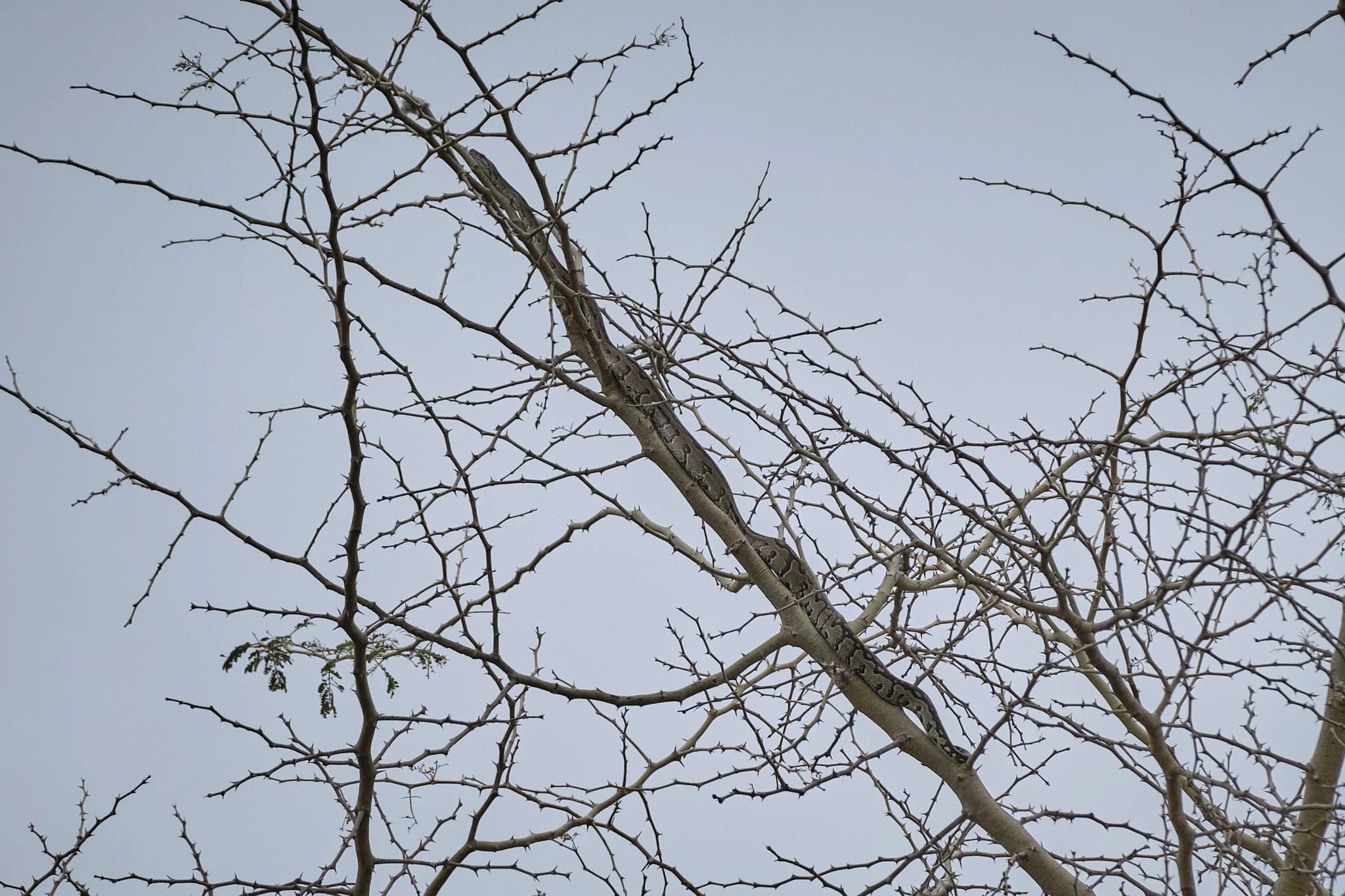 Python on Acacia Tree, Ruaha, Tanzania
