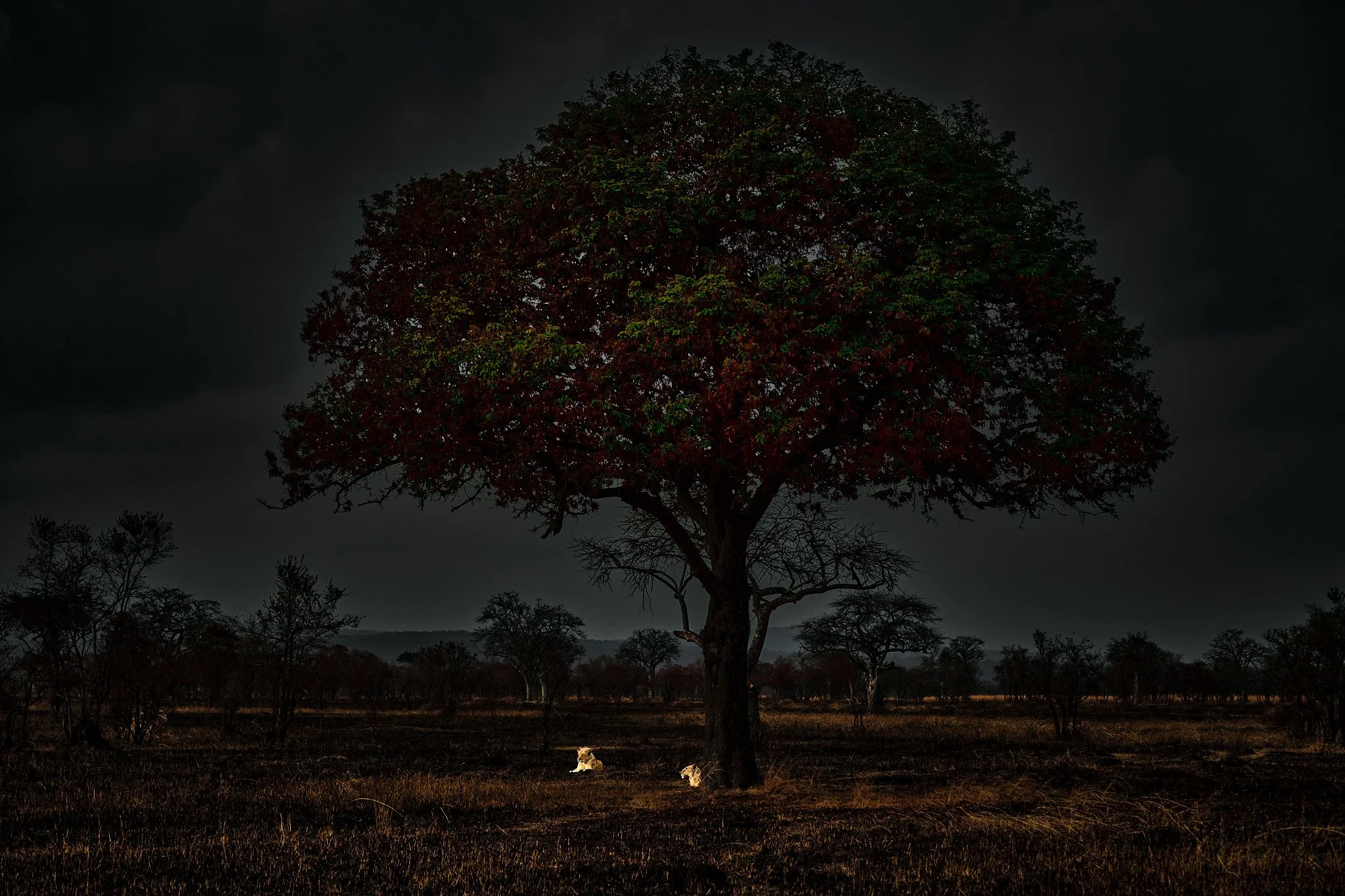 Two Lions under a Tree, Mikumi, Tanzania