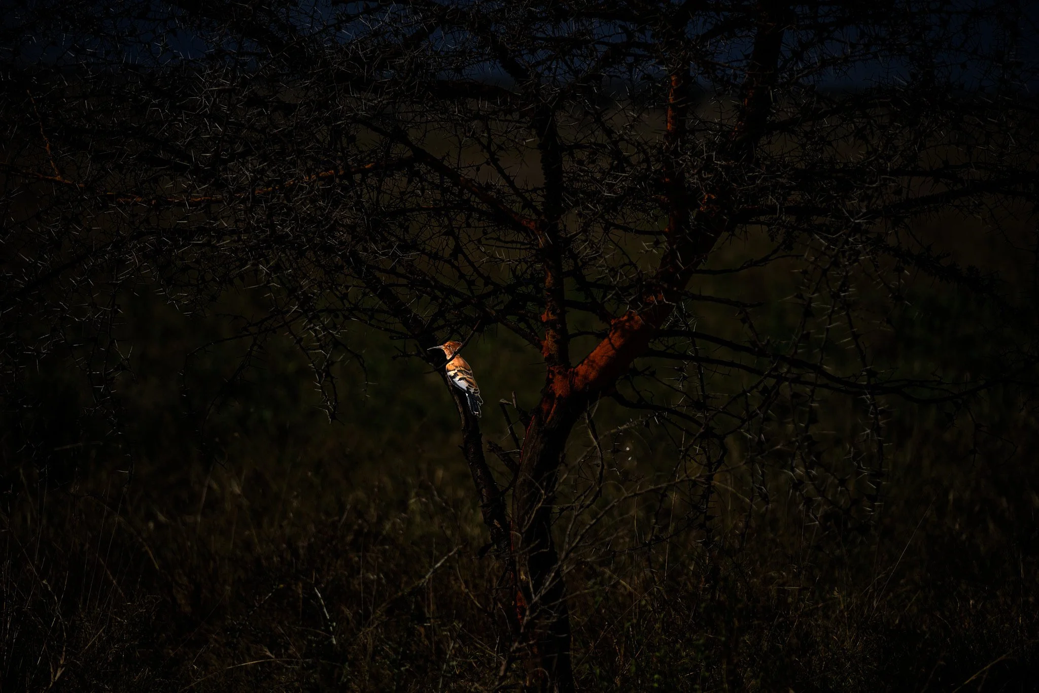 Hoopoe on Acacia Tree, Mkomazi, Tanzania