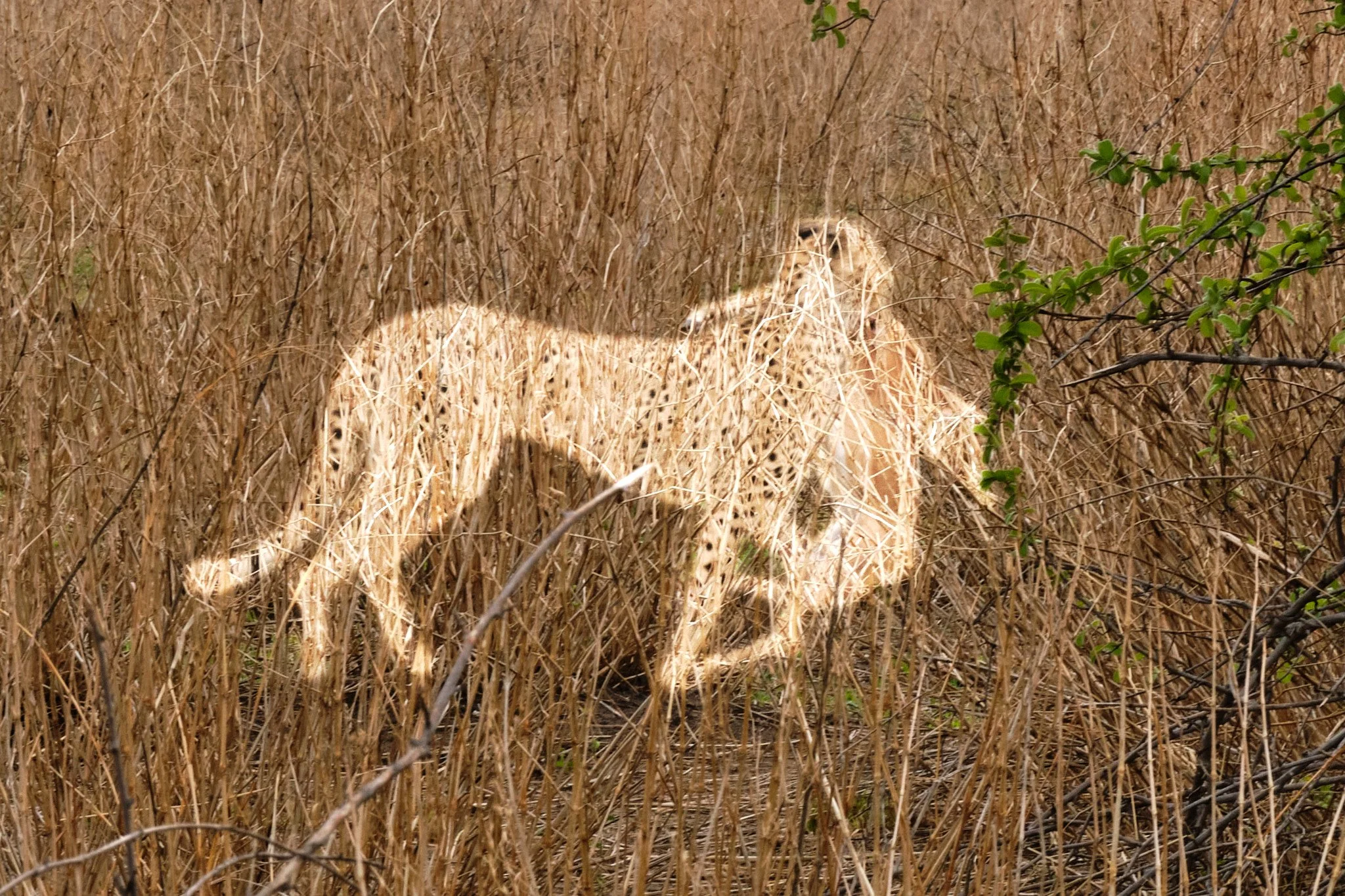 Cheetah carrying prey through tall grass