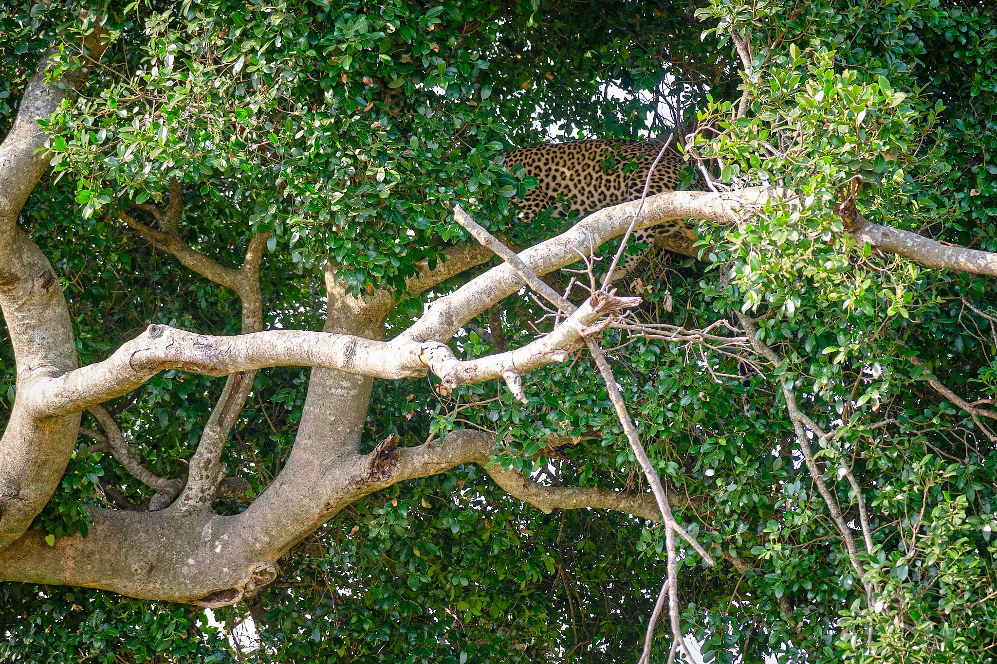 Leopard in Tree, Serengeti, Tanzania