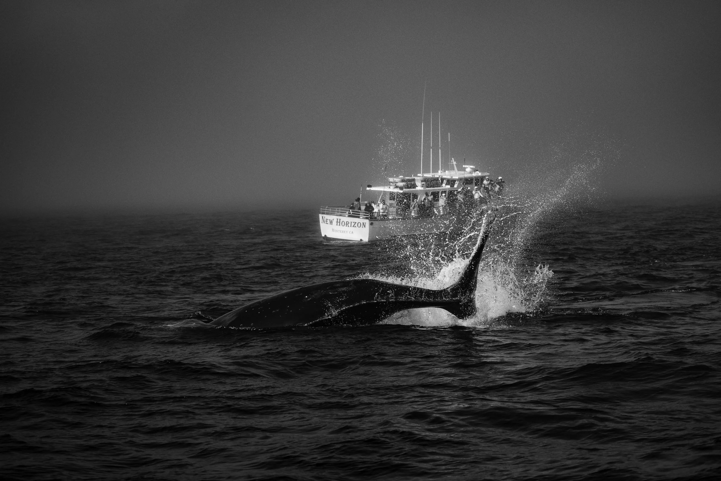 Buckelwal mit Boot im Hintergrund-2.jpg