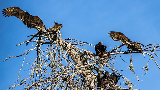 Vultures Sunbathing