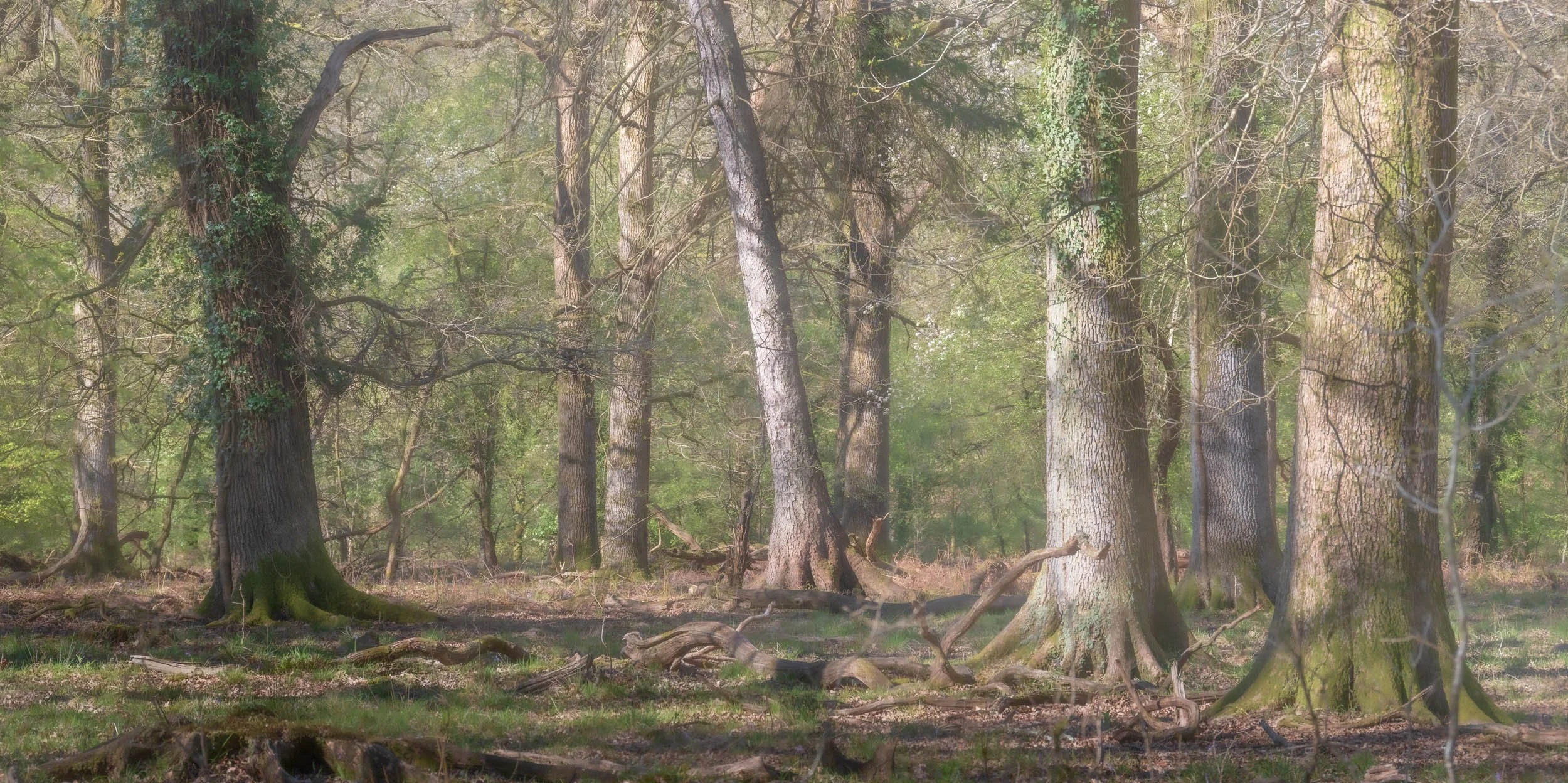 Forest Of Dean Full Sun-10.jpg