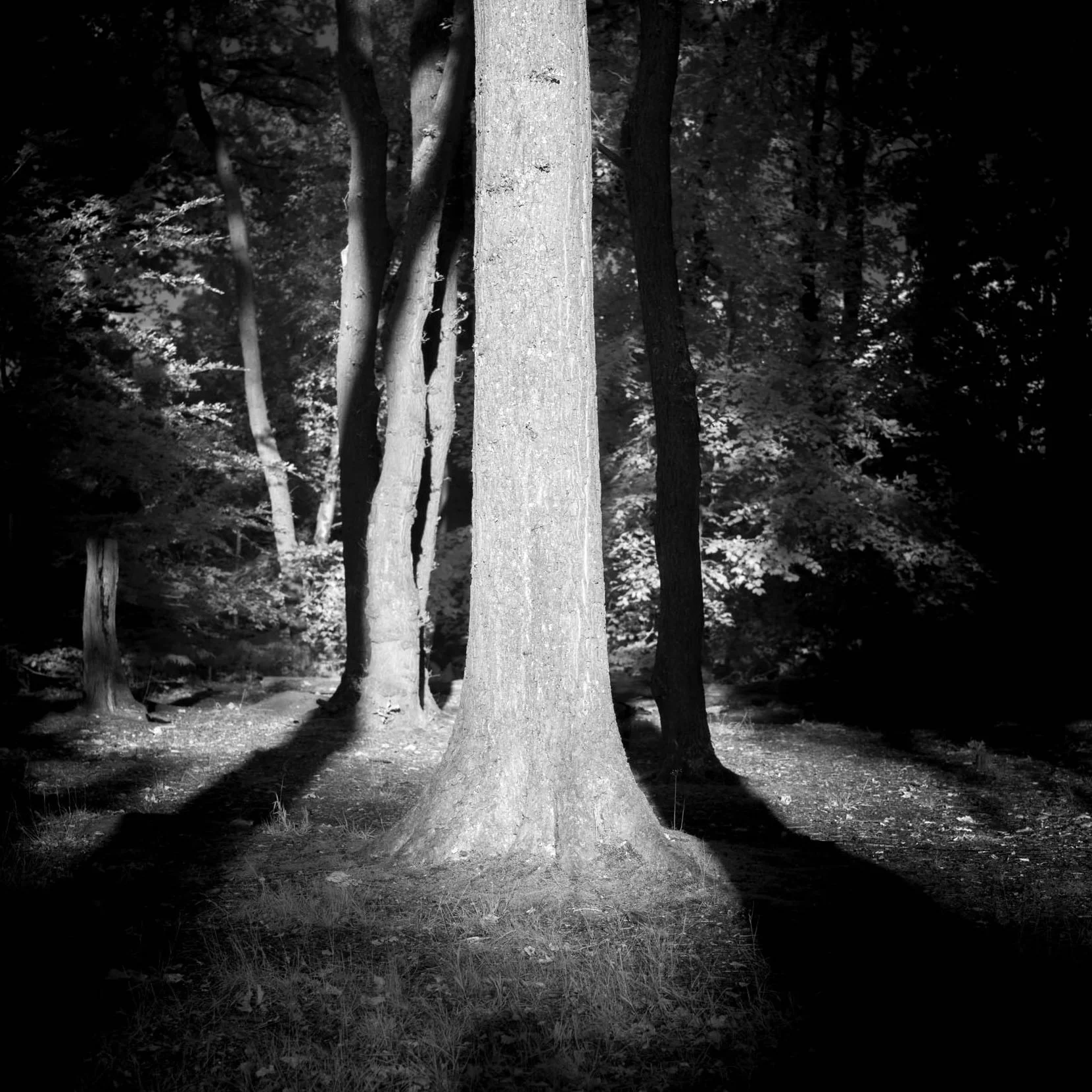 A Day With Trees