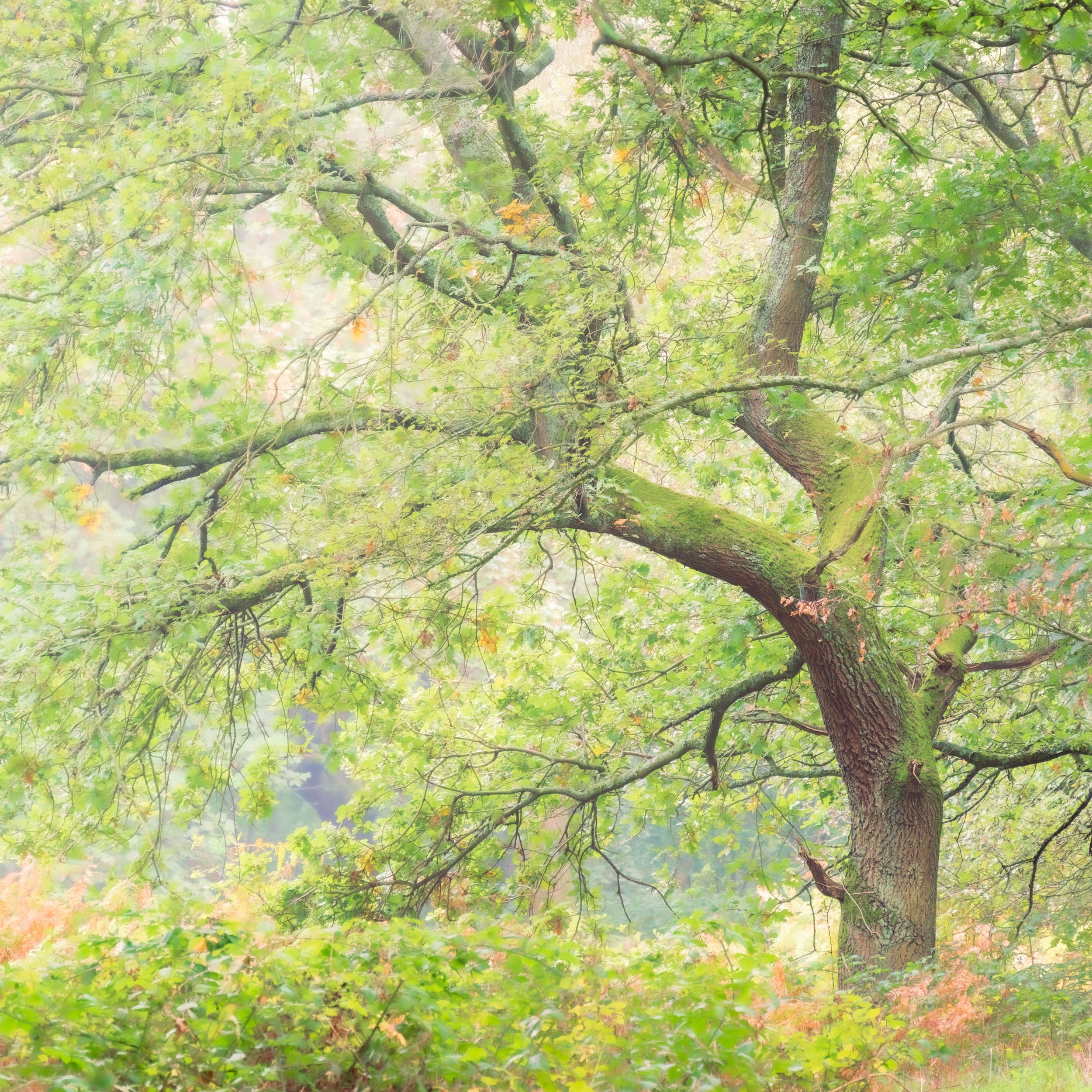 One Tree