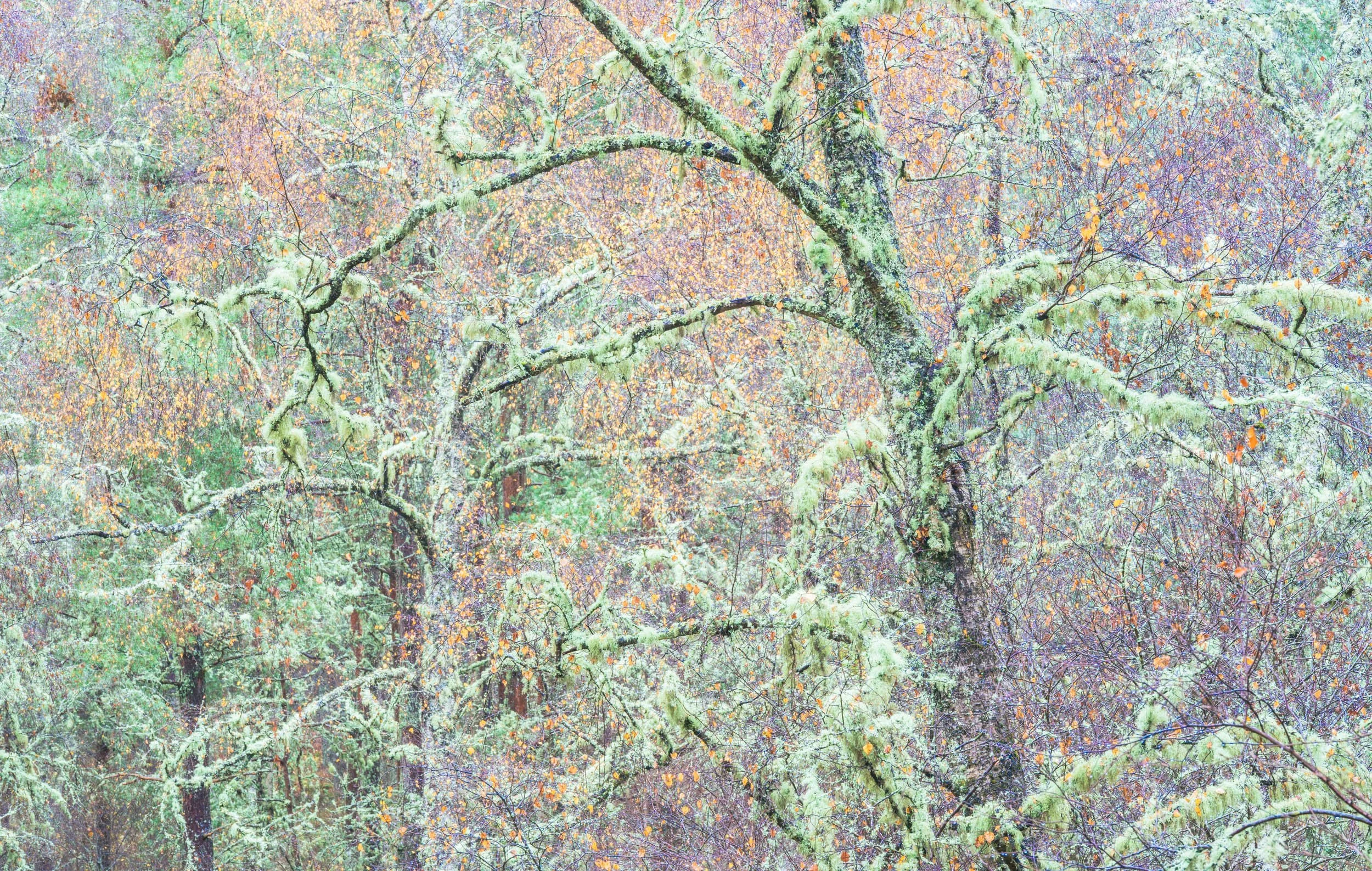 Elements week 2 - Expression of trees.jpg