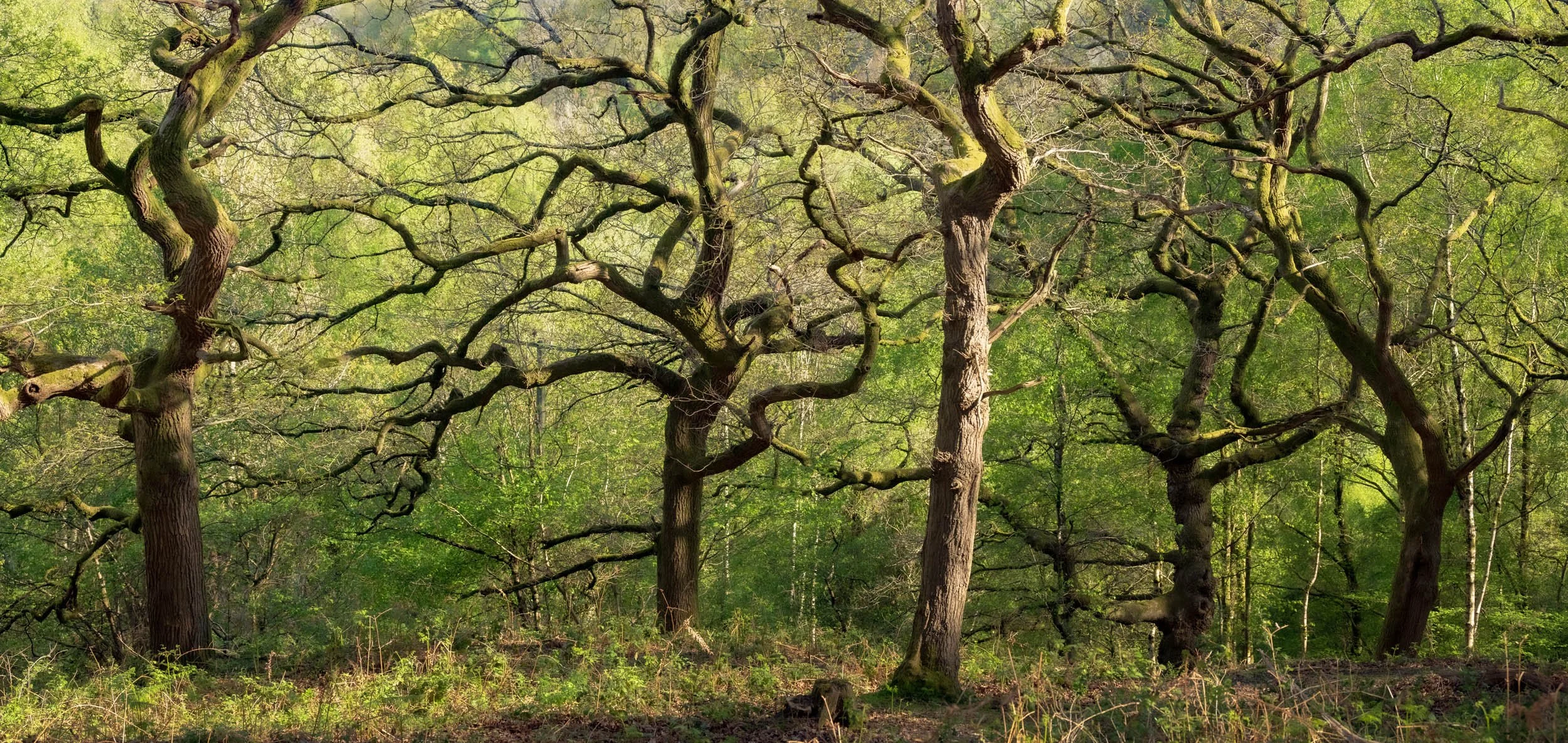 Forest Of Dean Full Sun.jpg