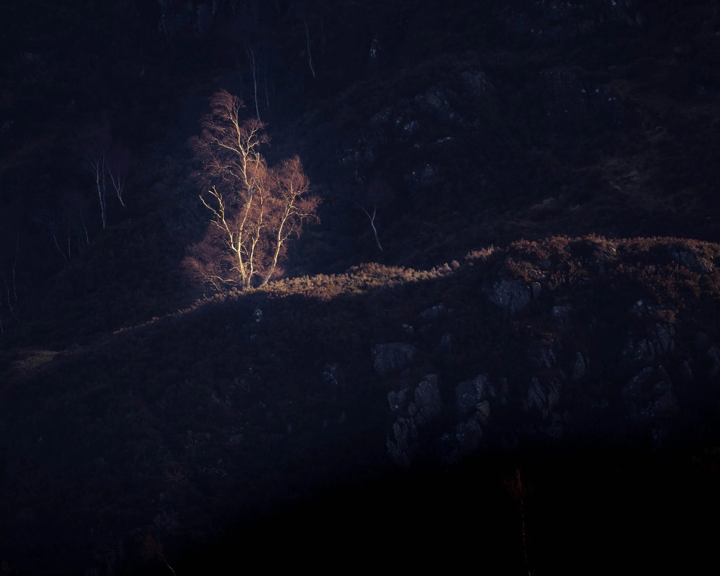Nighttime landscape with dark mountains and a leafless tree illuminated by light.