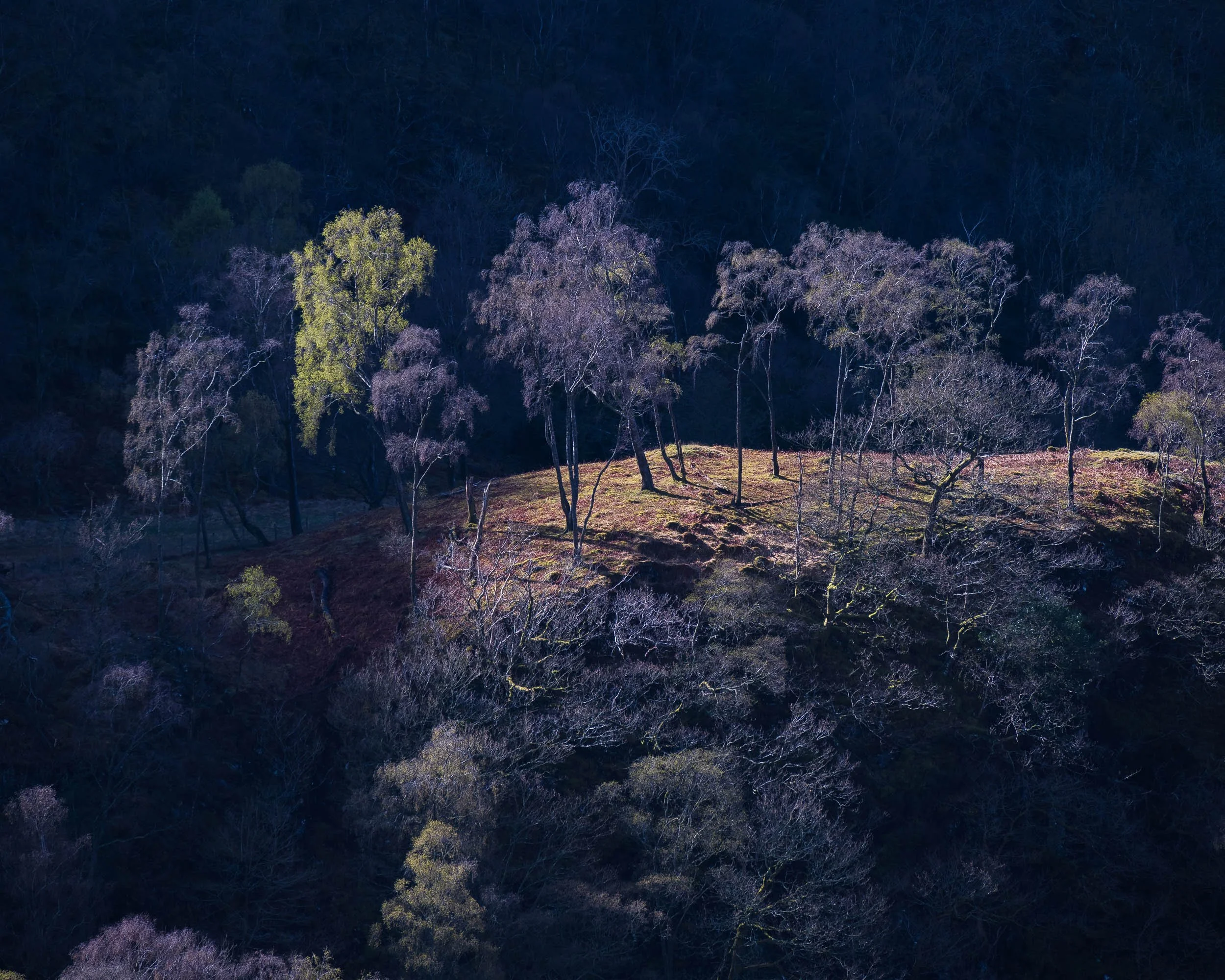 Nighttime aerial view of a forest with a few trees illuminated, surrounded by dark wooded areas.