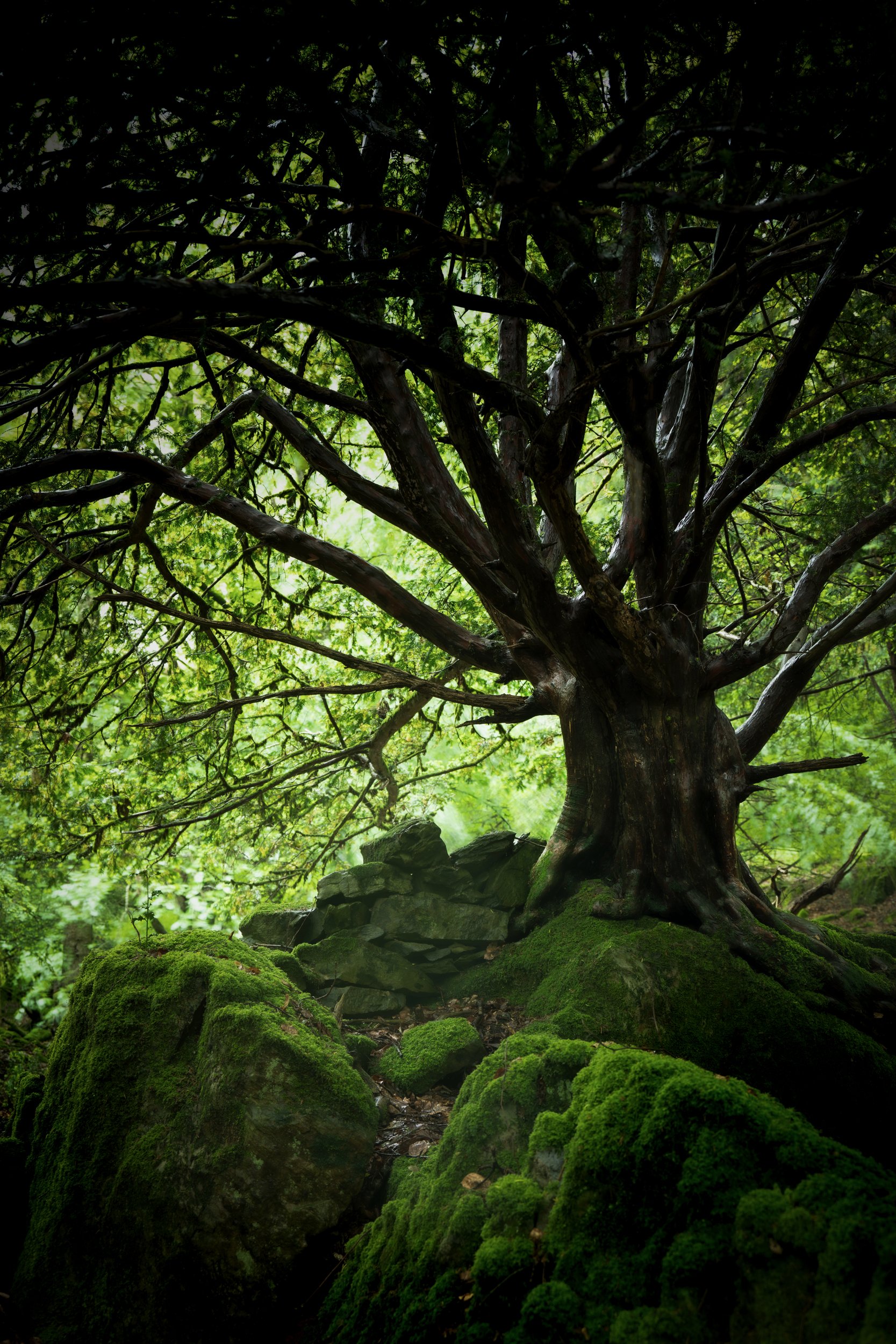 An image of a beautiful dark and moody Yew tree