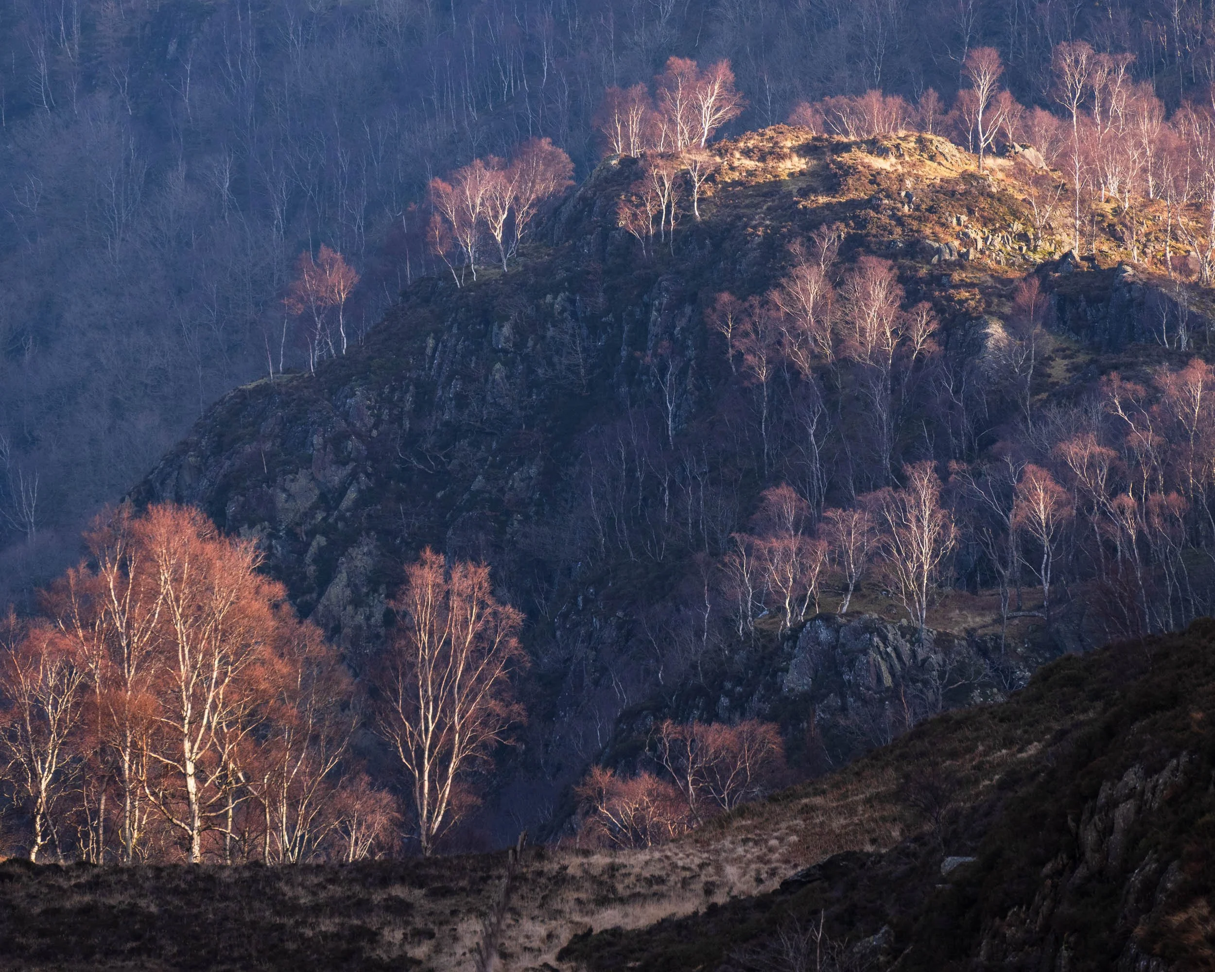 A mountain landscape at dusk or dawn, with rocky slopes and leafless trees, some with reddish-brown branches and others with white branches.
