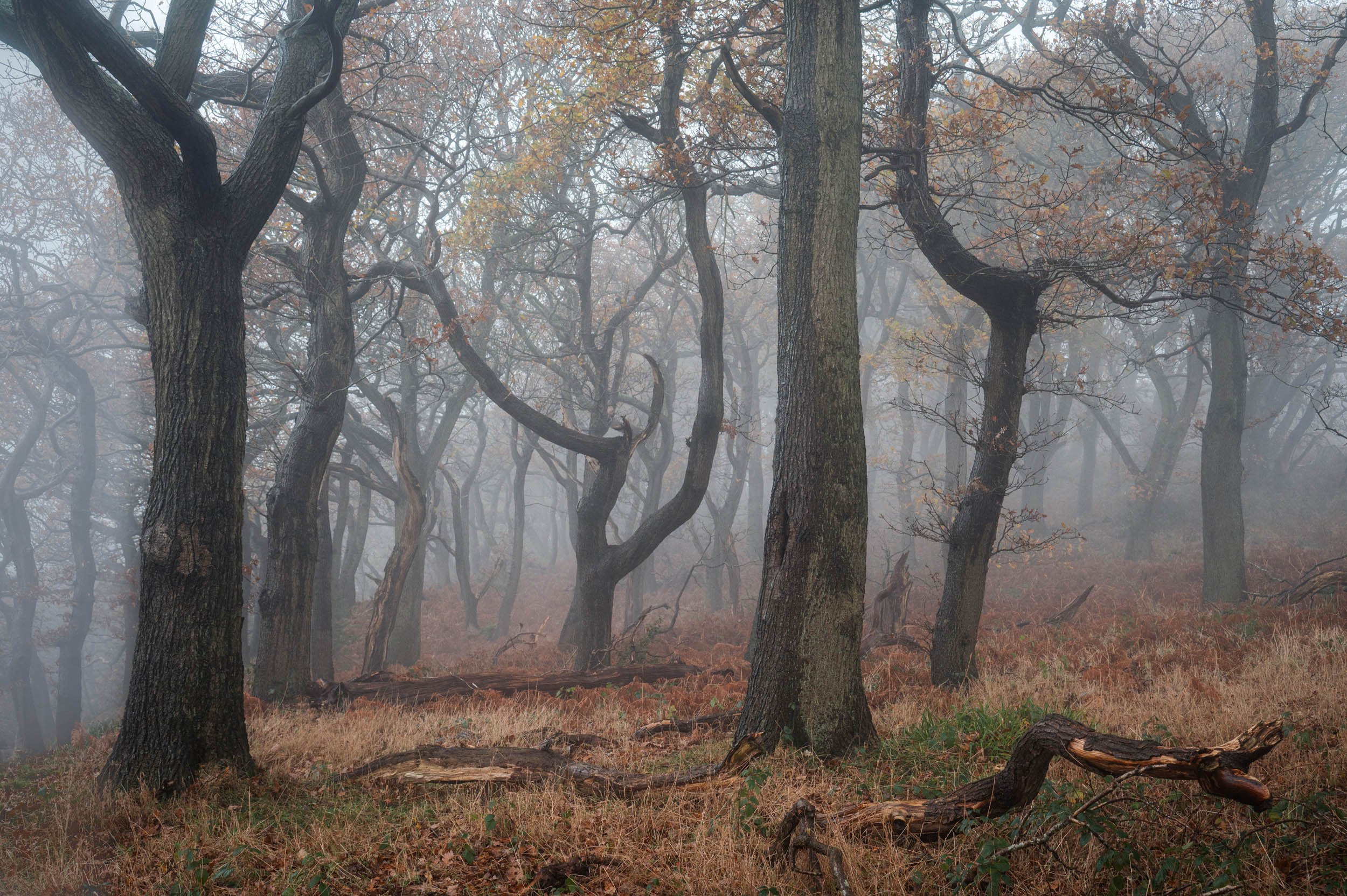 DSC_1345-Edit.jpg