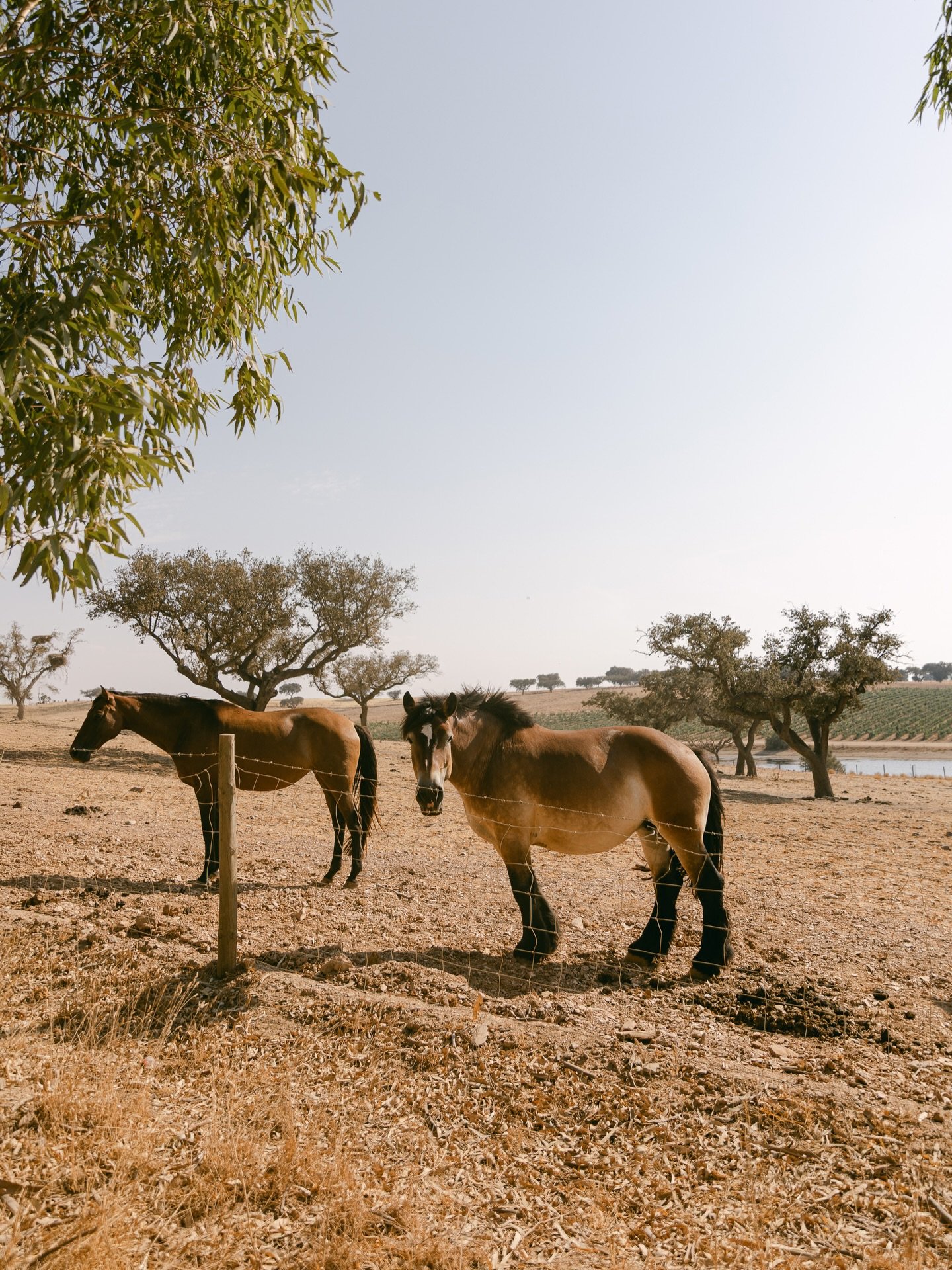 One of the greatest gifts of our work is being taken to places of breathtaking beauty and deep peace.

This incredible place is Herdade da Malhadinha Nova in Alentejo! 

@malhadinhanova

#weddingvenue #portugal_de_sonho #portugaltourism #herdadedamal