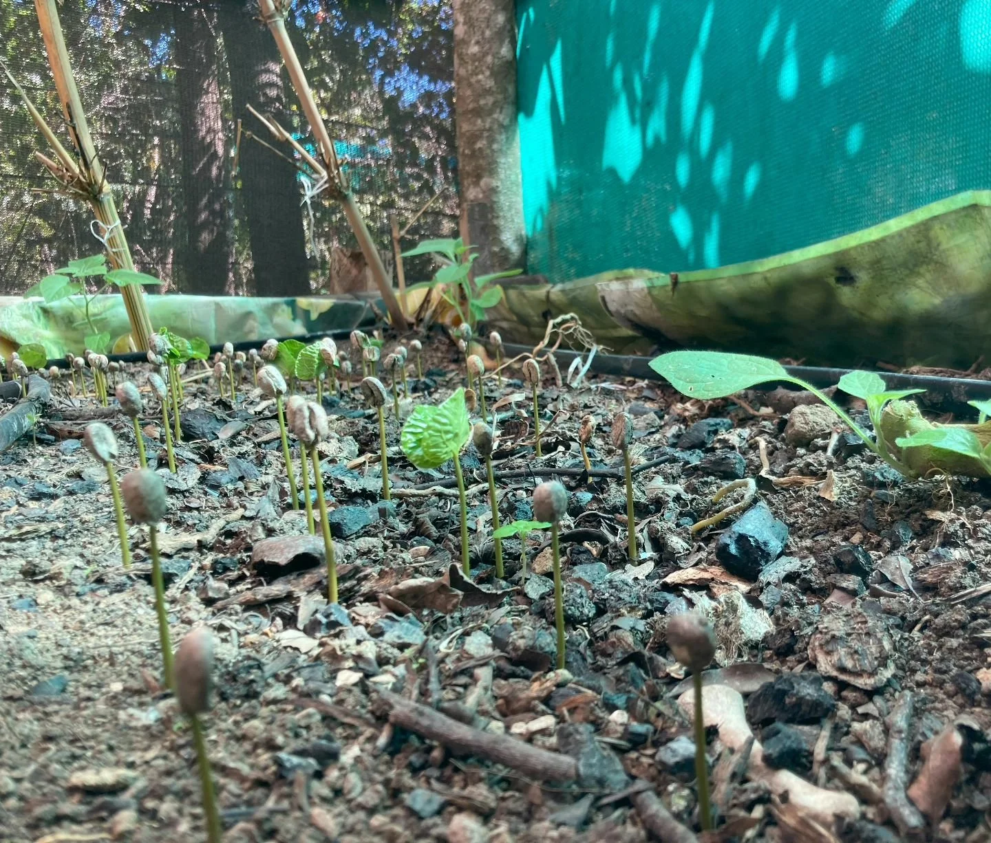Sustaining Coffee&rsquo;s Future, One Farm at a Time 🌍🍃
Healthy coffee begins with a thriving earth. By championing permaculture and agroecological practices, we&rsquo;re working alongside farmers&mdash;the true scientists of nature&mdash;to promot