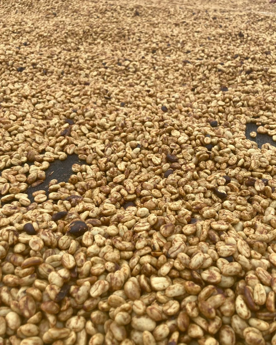 Exceptional Quality in Every Small Batch 🌟☕️
We&rsquo;re on a mission to bring specialty coffee to new heights, sourcing unique micro-lots that offer remarkable flavors. Our small-scale, high-quality approach ensures each batch is crafted to deliver