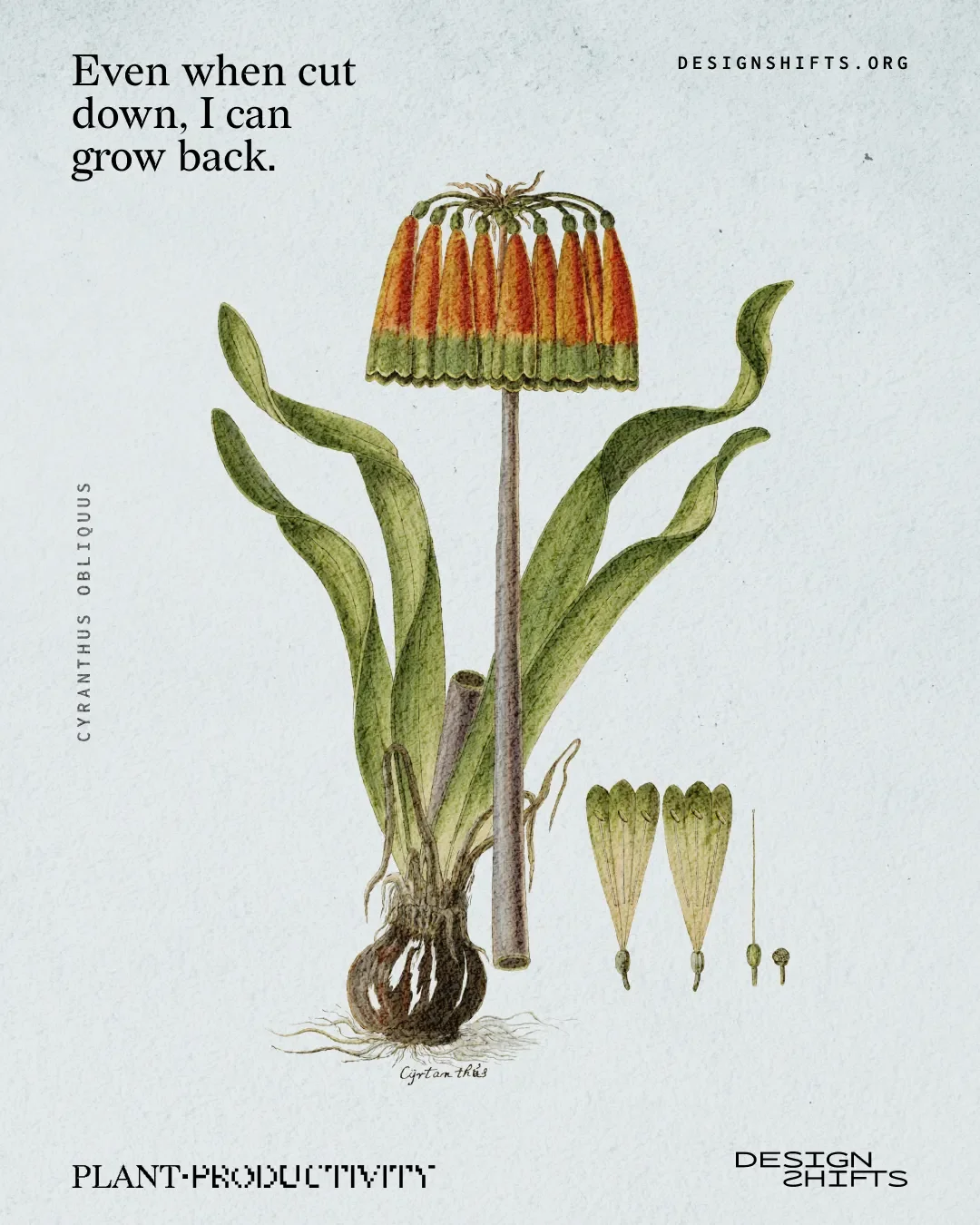 image of a plant with the text Even when cut down, I can grow back.