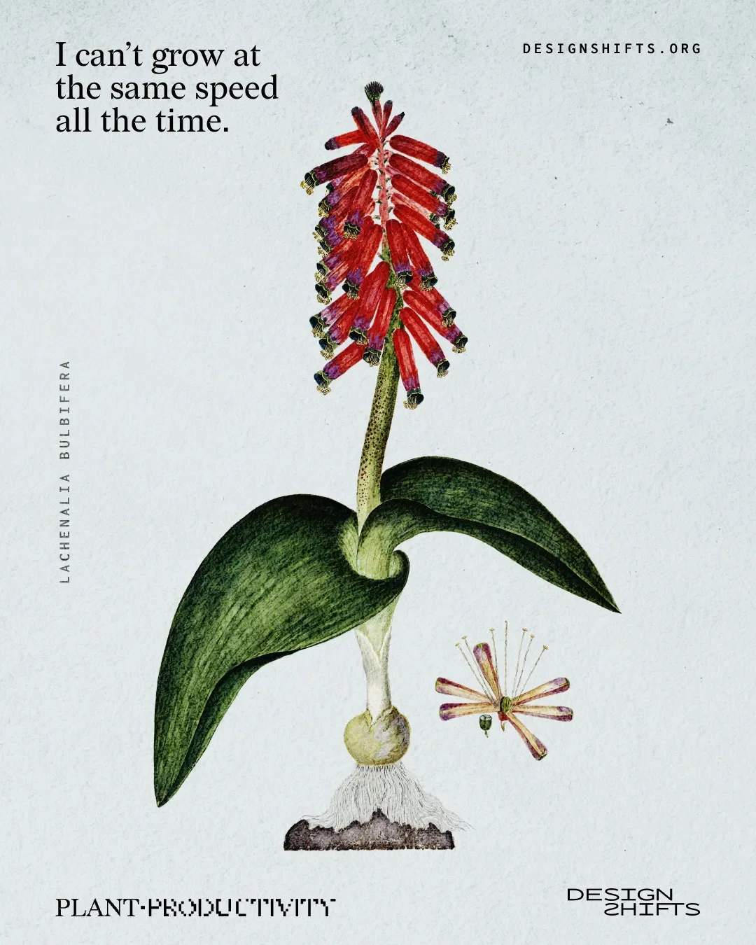 Image of a plant with the text I can’t grow at the same speed all the time.
