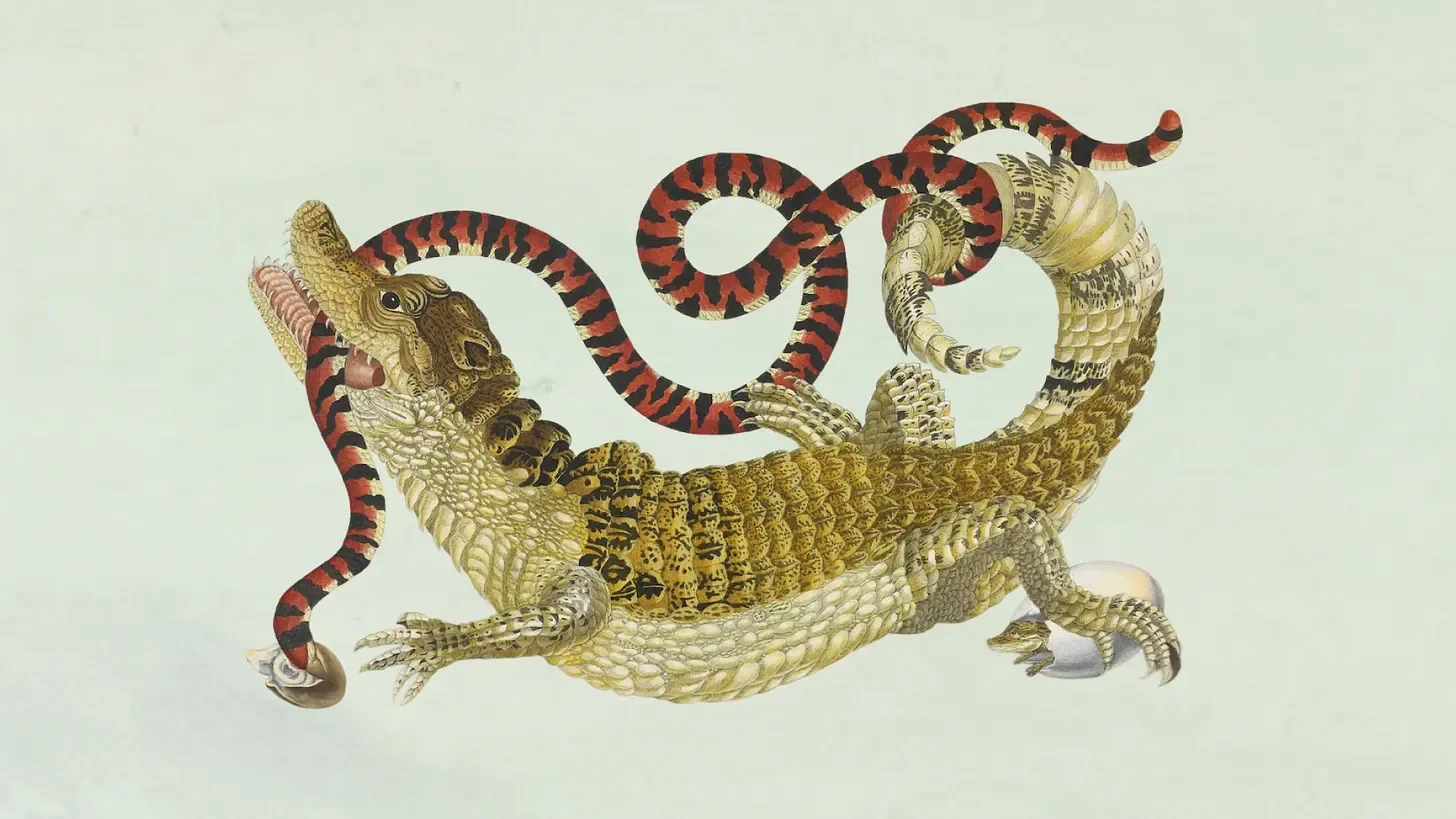 A crocodile and a snake being intertwined.